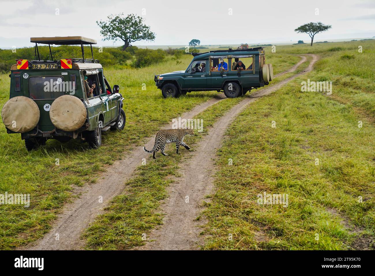 Maasai Mara, Kenya, 23-décembre-2020 - les touristes se retrouvent face à face avec un léopard sur les sentiers de safari dans la réserve faunique Maasai Mara, au Kenya Banque D'Images