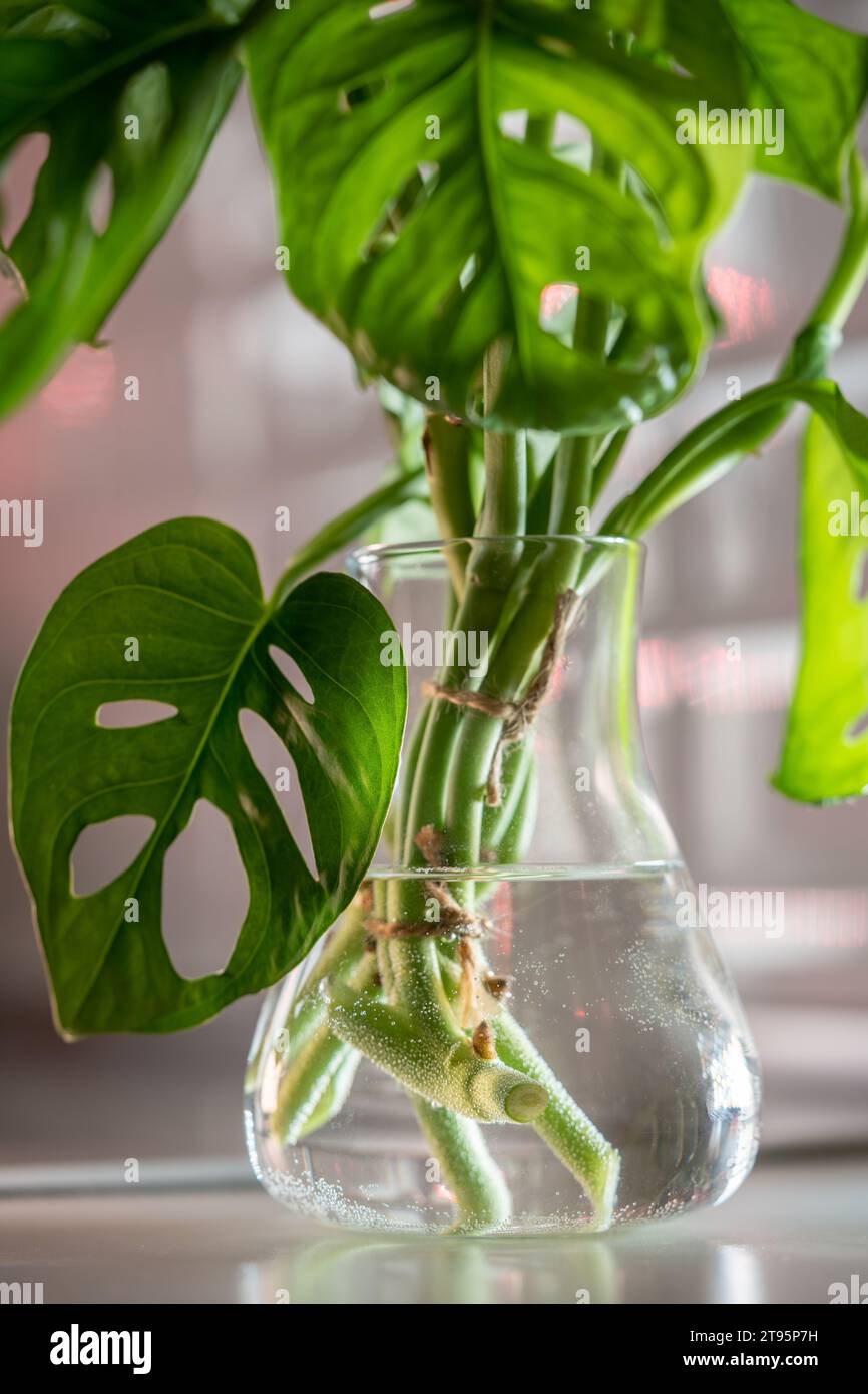 Boutures de plante d'intérieur Monstera Monkey Mask enraciné dans un vase en verre transparent debout sur la table Banque D'Images