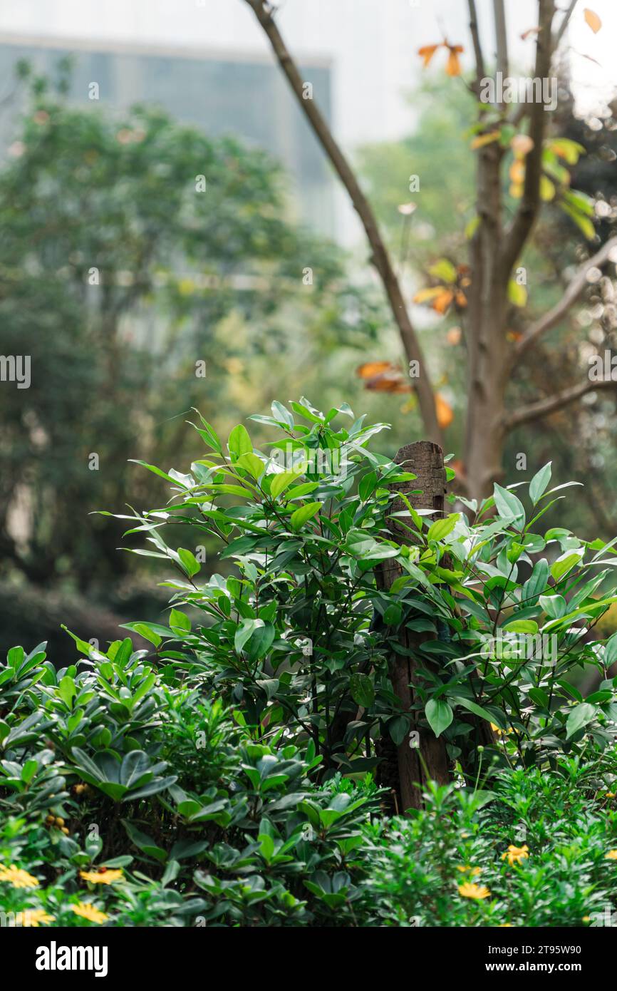 Plantes vertes dans les villes en plein air Banque D'Images