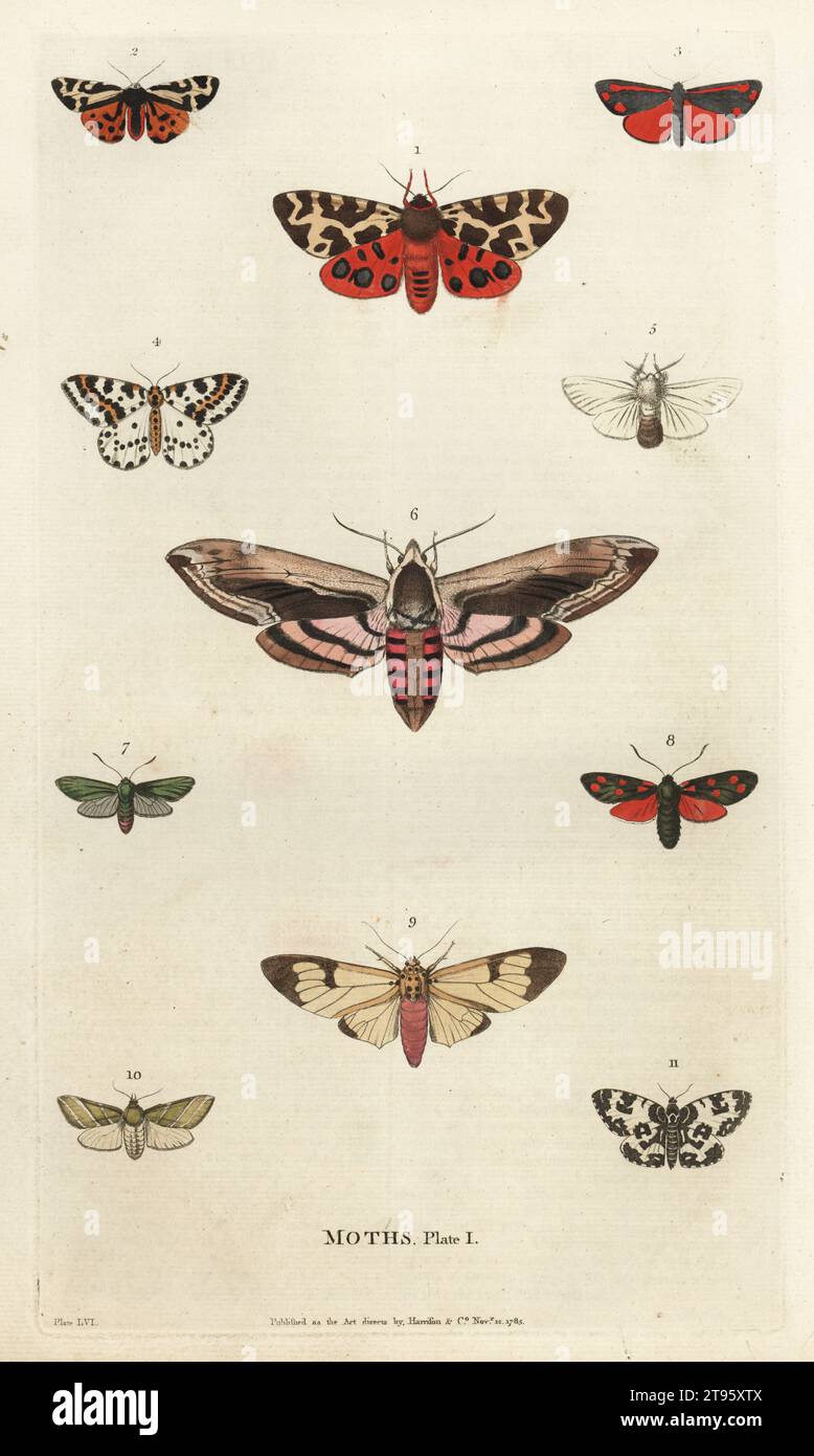 Grand tigre 1, petit tigre 2, rose sous l'aile 3, grande pie 4, queue brune 5, privet 6, forester 7, burnet 8, lascar 9, green silver lines 10, argent et sable 11. Gravure sur cuivre coloriée à la main par Moses Harris, tirée de A New Dictionary of Natural History de William Frederic Martyn, Harrison, Londres, 1785. Pseudonyme de William Fordyce Mavor, prêtre écossais, enseignant et écrivain, 1758-1837. Banque D'Images