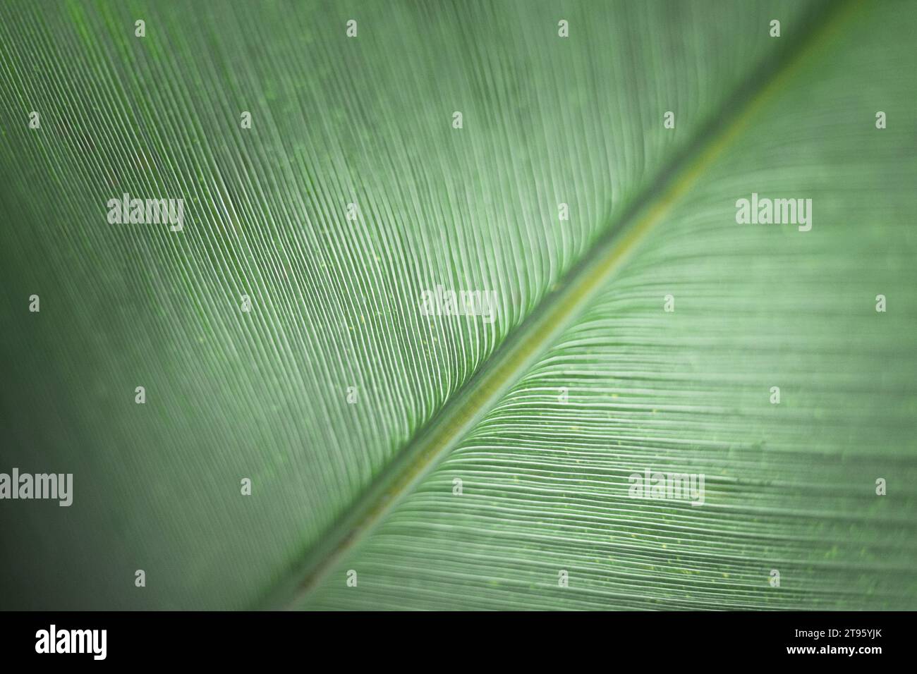 Fresh Green leaf macro texture close-up Banque D'Images