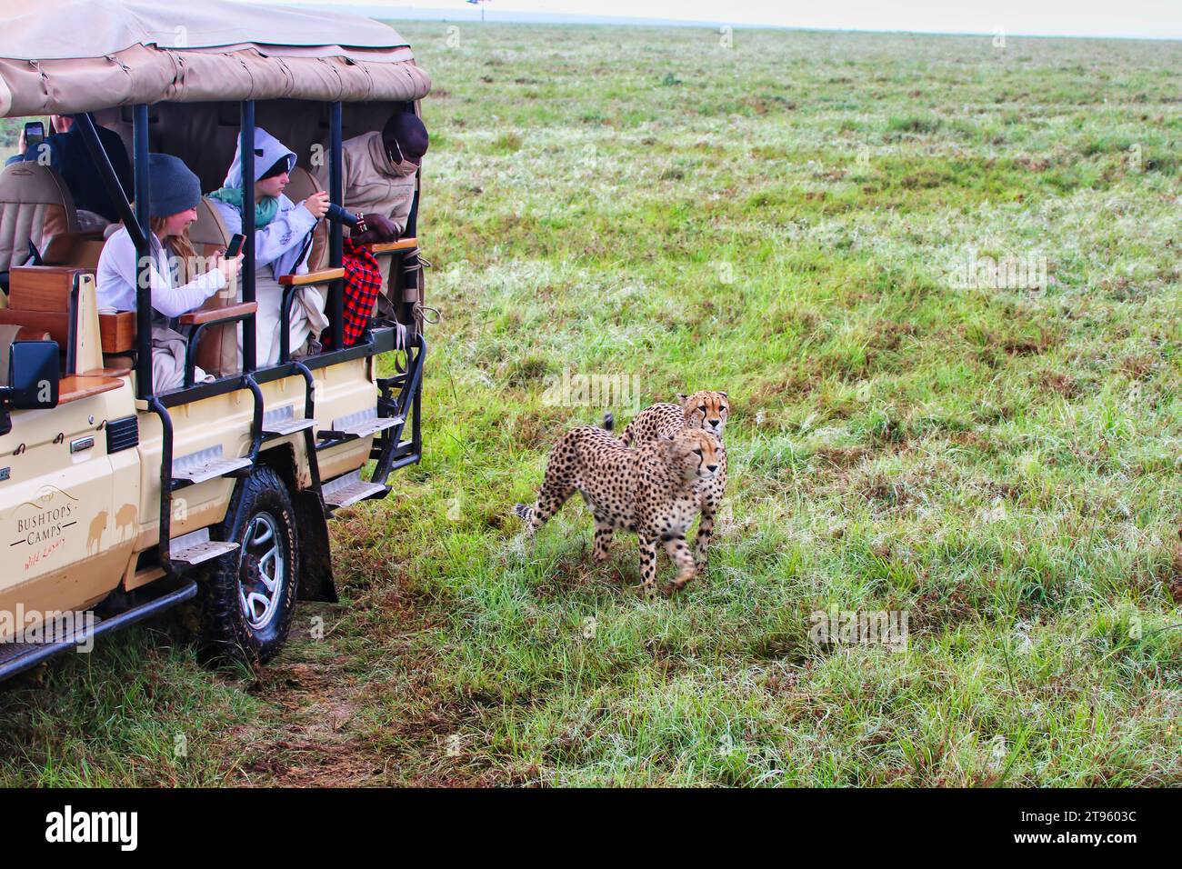 Maasai Mara, Kenya, 23-décembre-2020 - les touristes en safari profitent d'une rencontre rapprochée avec les guépards dans la réserve de chasse Maasai Mara au Kenya, en Afrique Banque D'Images