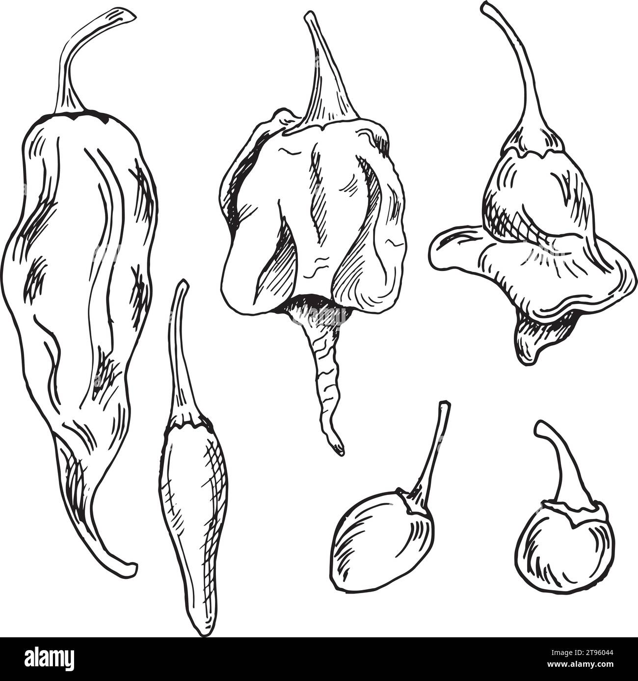 Ensemble avec illustration vectorielle de piments forts isolé sur fond blanc. Encre dessinée à la main trinidad scorpion piment fort. Dragon Breath poivre noir blanc g Illustration de Vecteur
