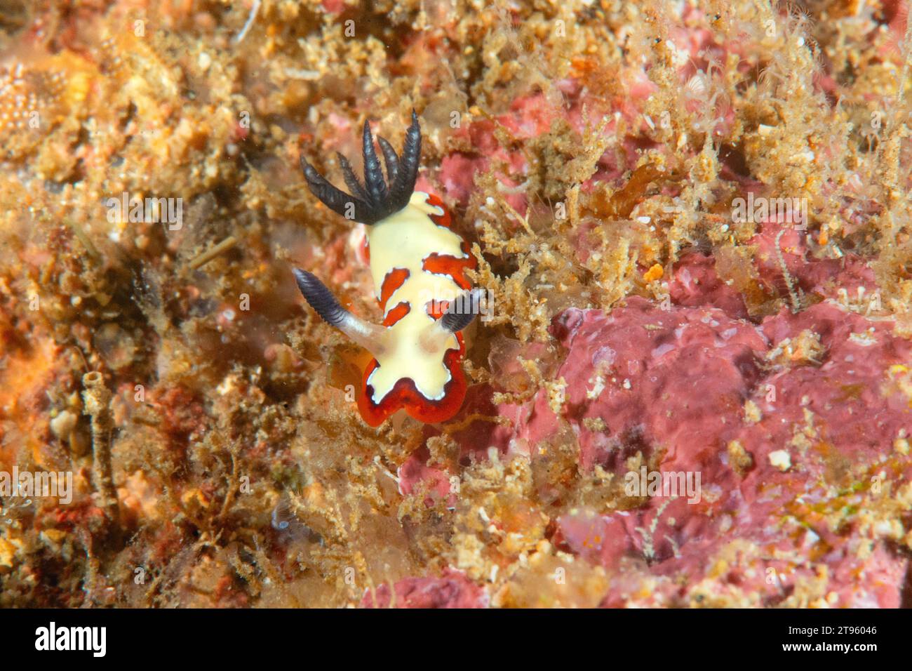 Fidèle limace de mer rampe sur les coraux de Bali Banque D'Images