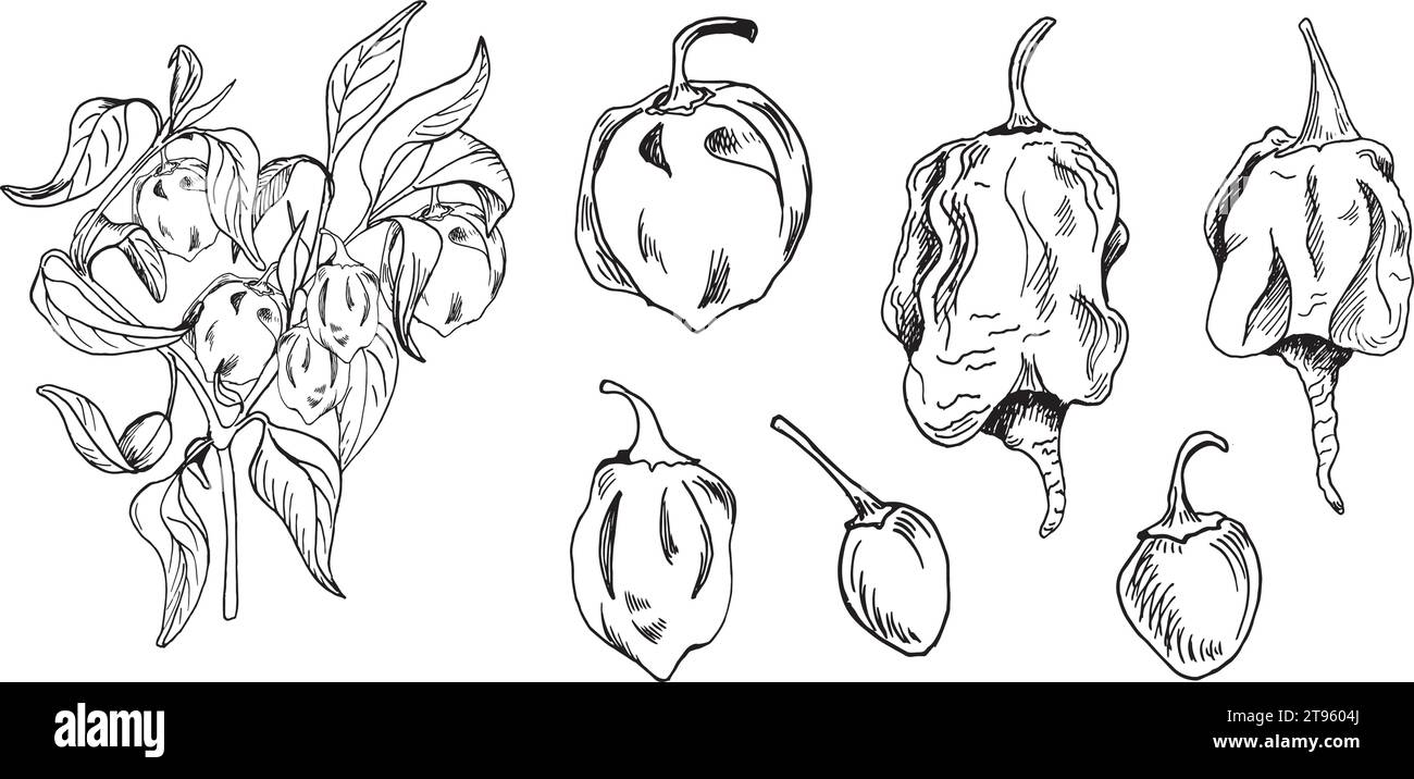 Illustration vectorielle de buisson de piments forts isolée sur blanc. Encre dessinée à la main trinidad scorpion poivre. Motif Dragon Breath poivre noir blanc. Piment fort Illustration de Vecteur