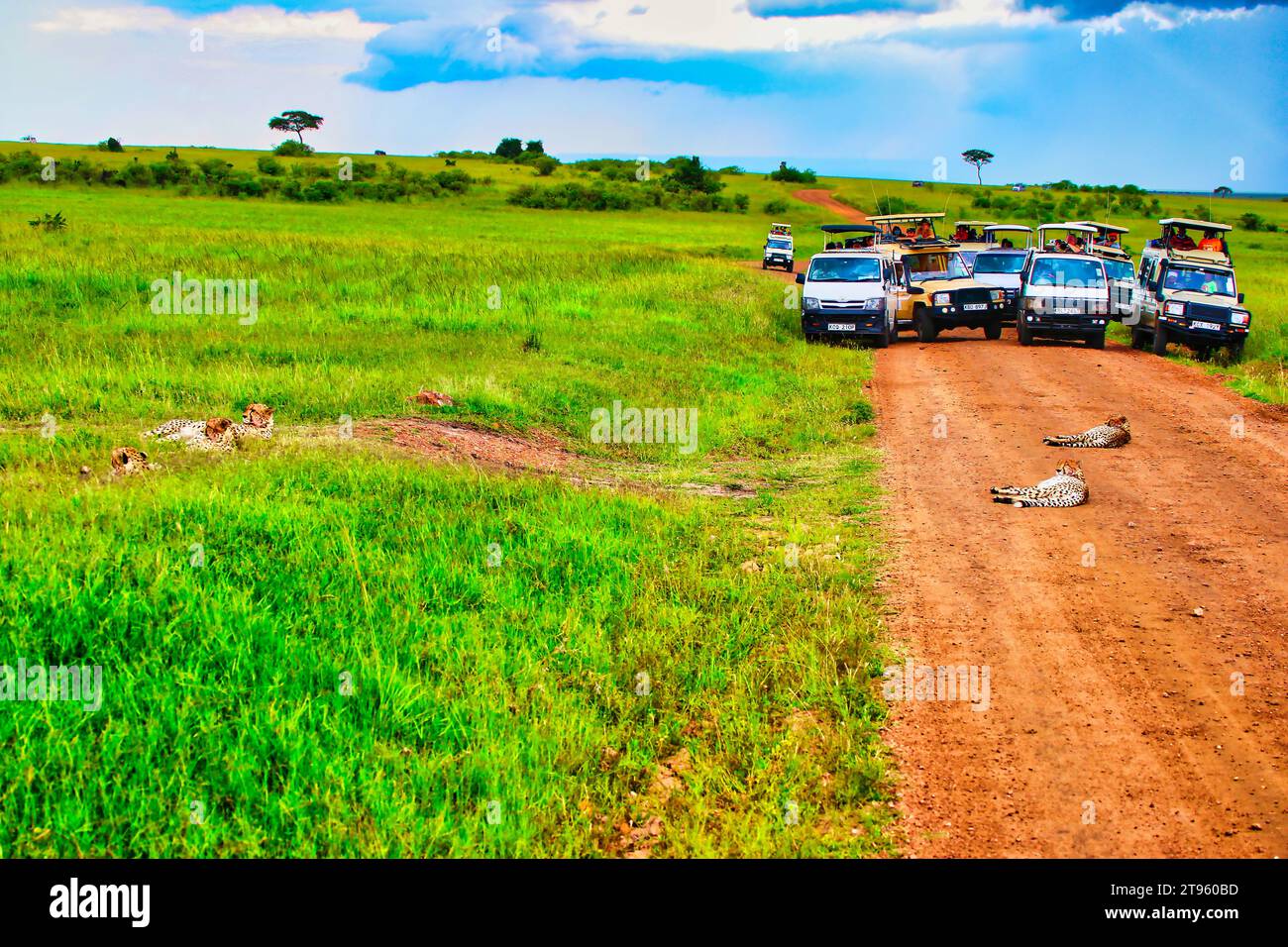 Maasai Mara, Kenya, 25-décembre-2020 - les touristes en safari profitent d'une rencontre rapprochée avec les guépards dans la réserve de chasse Maasai Mara au Kenya, en Afrique Banque D'Images