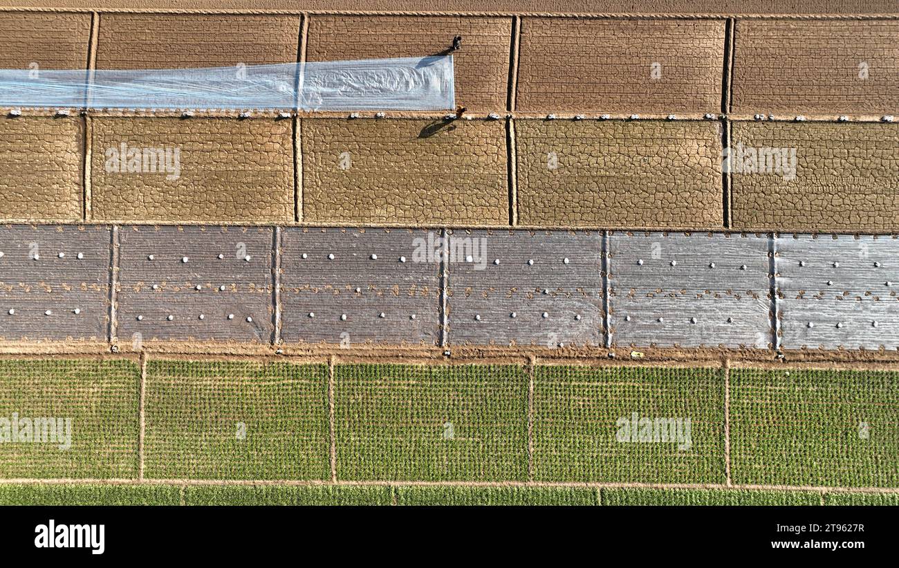 Pékin, Chine. 22 novembre 2023. Cette photo aérienne prise le 22 novembre 2023 montre des agriculteurs qui posent le film de paillis sur le champ dans le village de Lizhuang, dans le canton de Chang'an, dans le district de Gaocheng de la ville de Shijiazhuang, dans la province du Hebei, au nord de la Chine. Crédit : Liang Zidong/Xinhua/Alamy Live News Banque D'Images