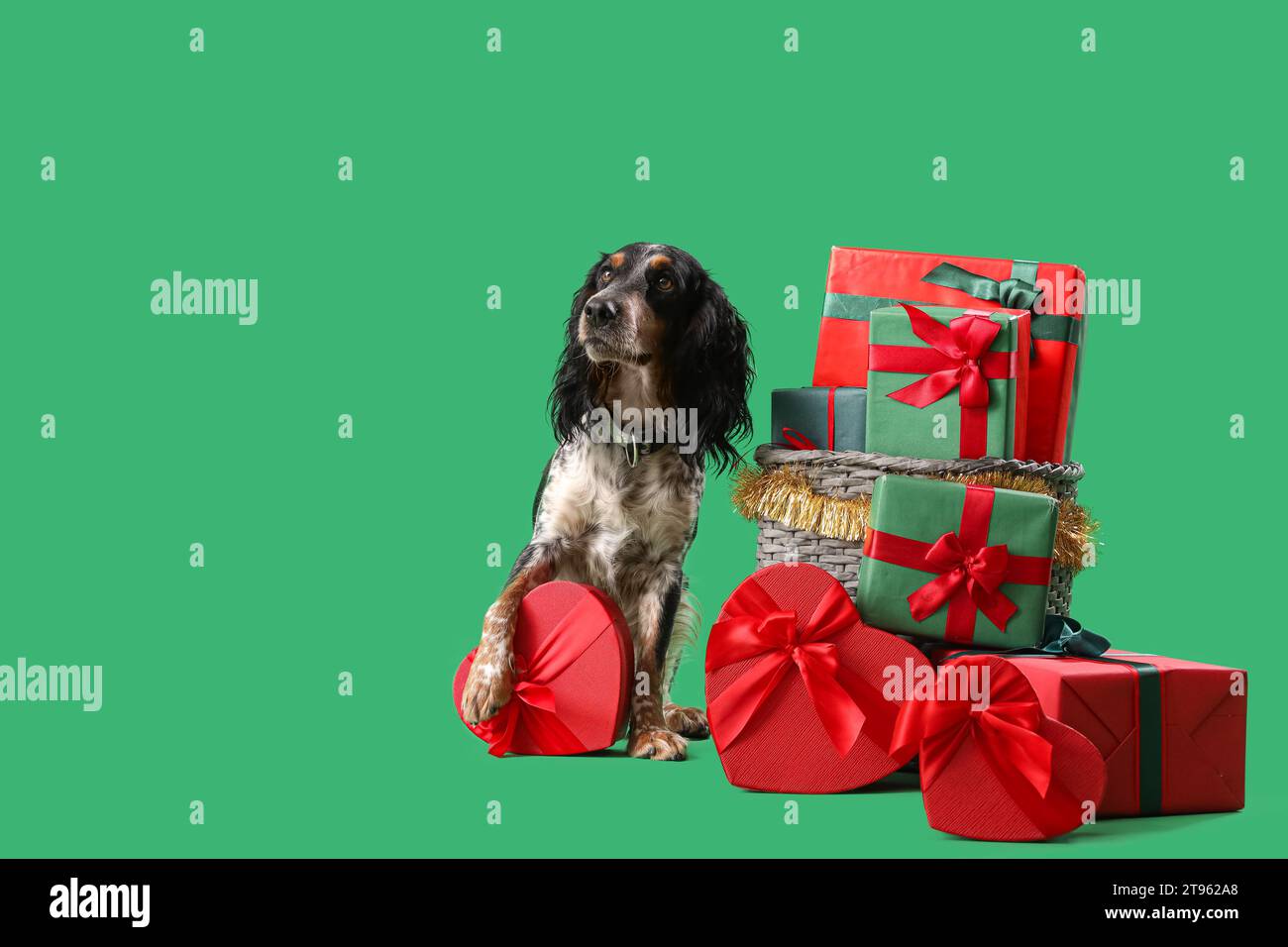 Cute cocker spaniel avec des cadeaux de Noël sur fond vert Banque D'Images