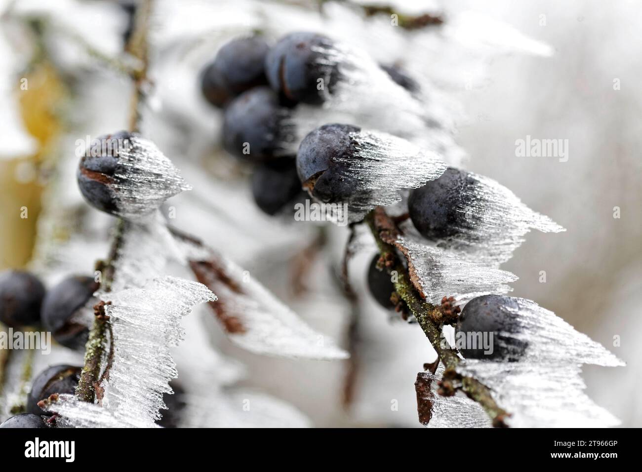 Cerise, cristaux de glace bizarres sur une plante, baie de bleuet, Laichingen, Baden-Wuerttemberg, Allemagne Banque D'Images