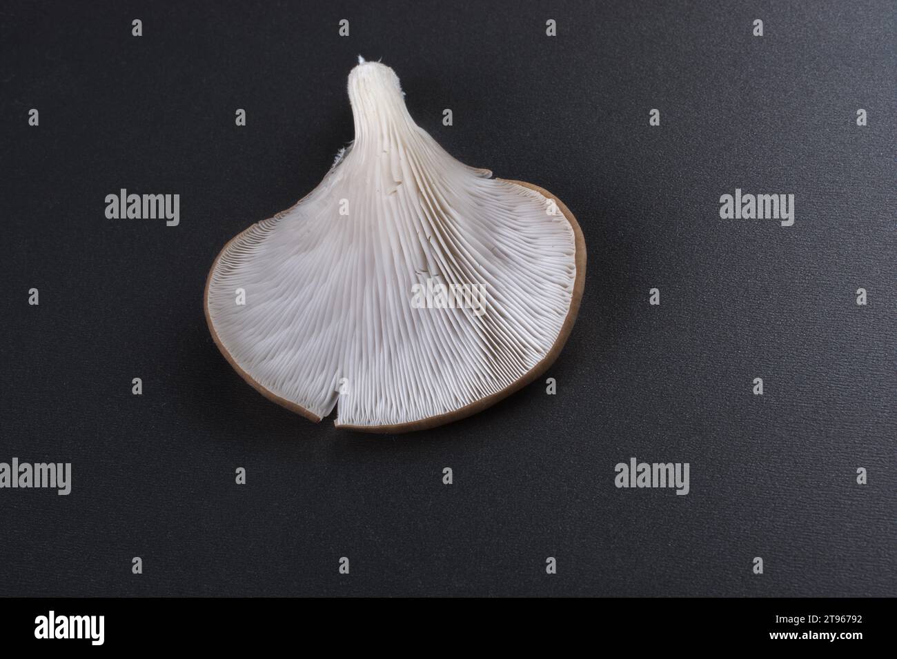 Champignon huître (Pleurotus ostreatus) ou comme champignon facilement cultivé Banque D'Images