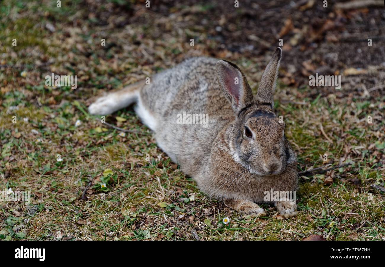 Les oreilles d'un lapin sont tournées vers l'arrière alors qu'il cherche des indices de prédateurs approchant Banque D'Images