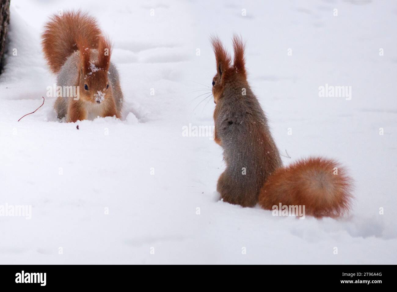 Écureuils jouant dans le parc d'hiver Banque D'Images