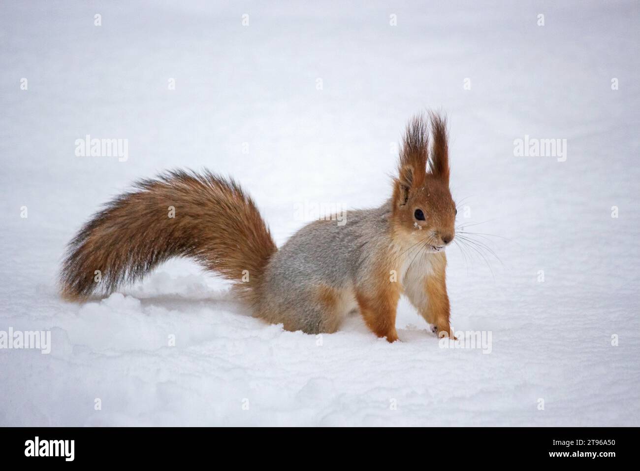Écureuils jouant dans le parc d'hiver Banque D'Images