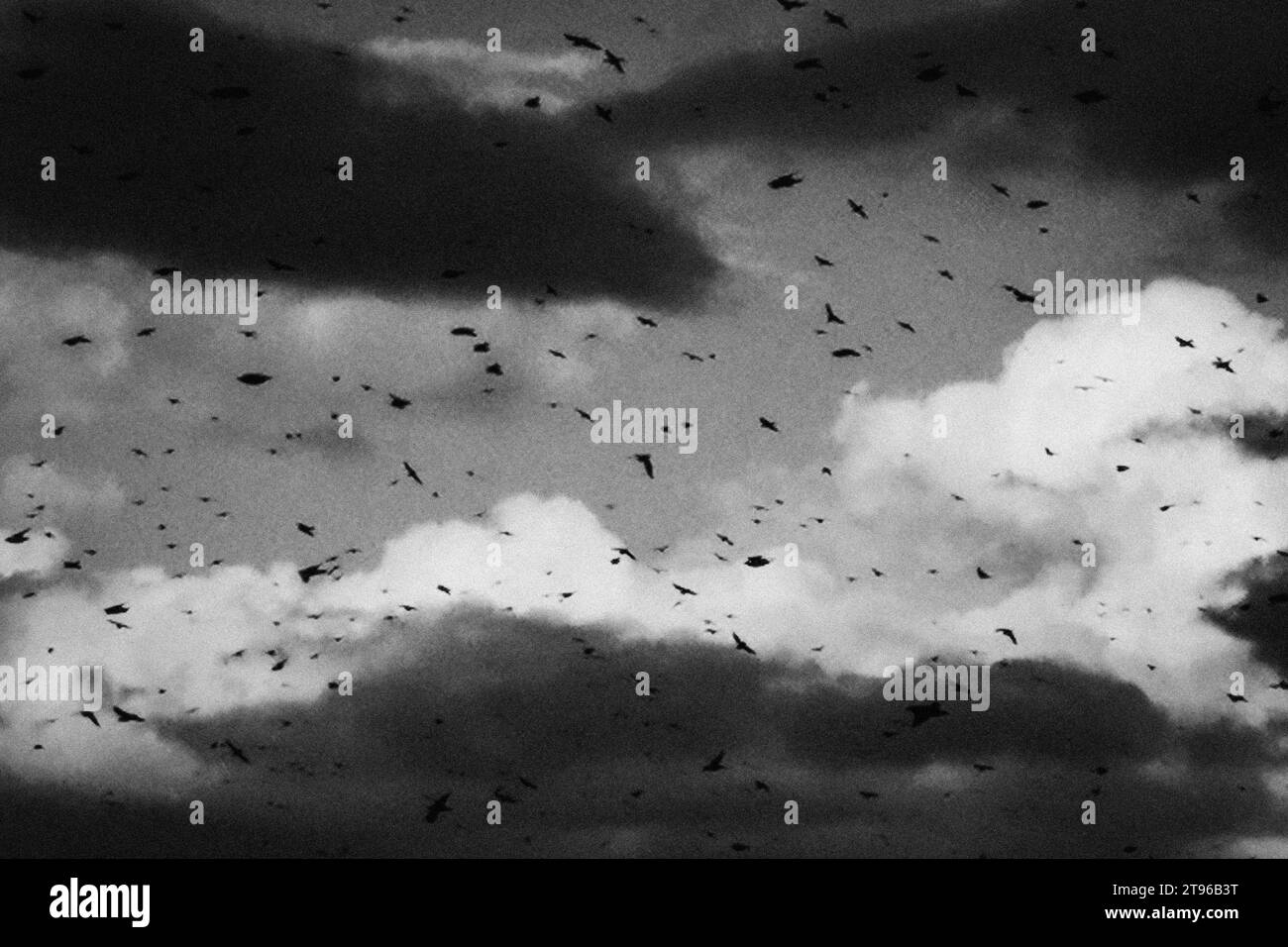 Italie, Florence, troupeau d'étourneaux Banque D'Images