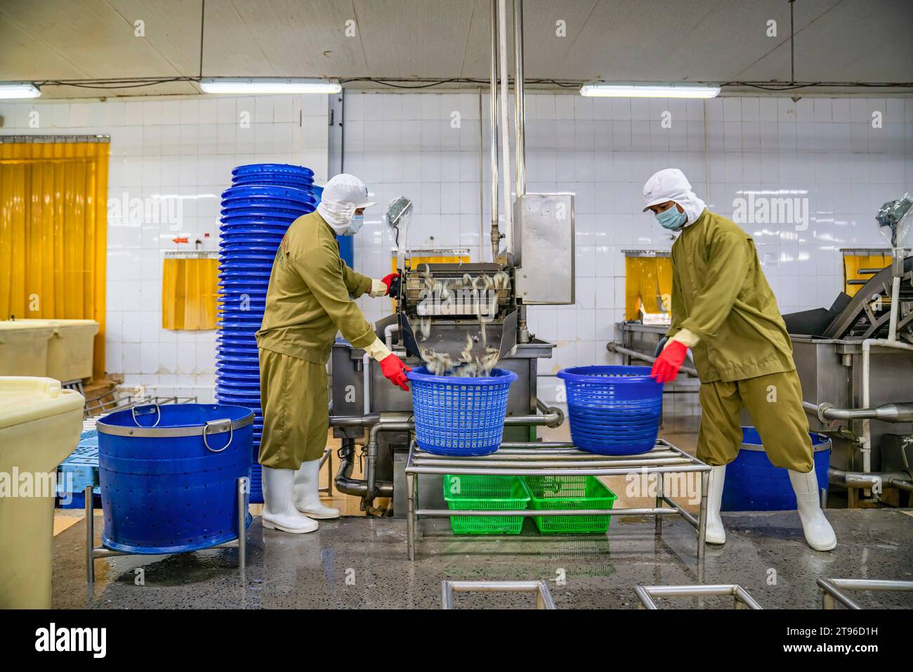 Importation de crevettes crues dans l'usine au Vietnam Banque D'Images