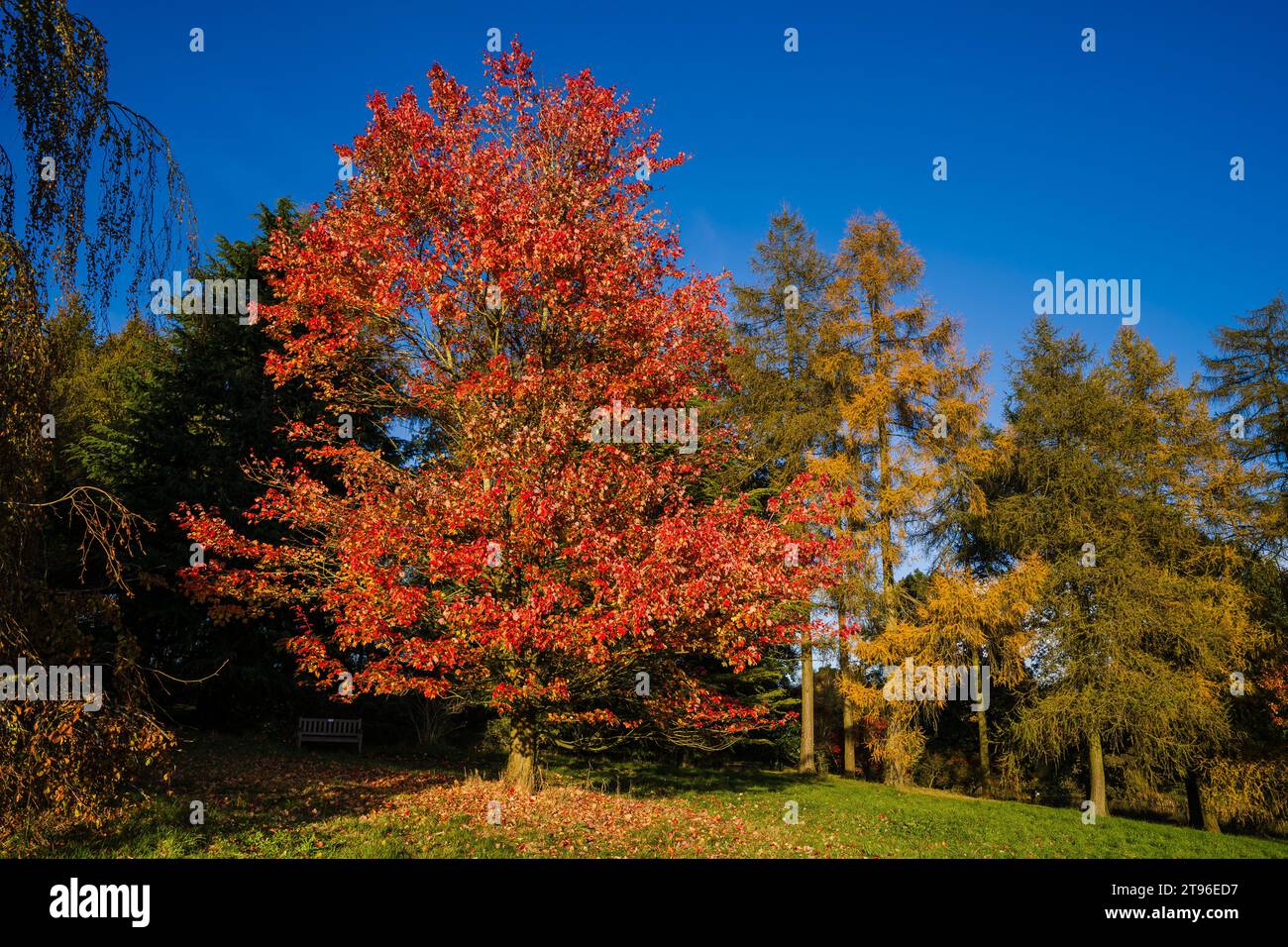 Arbre ensoleillé avec des feuilles dorées se distingue des arbres environnants dans la forêt. Banque D'Images