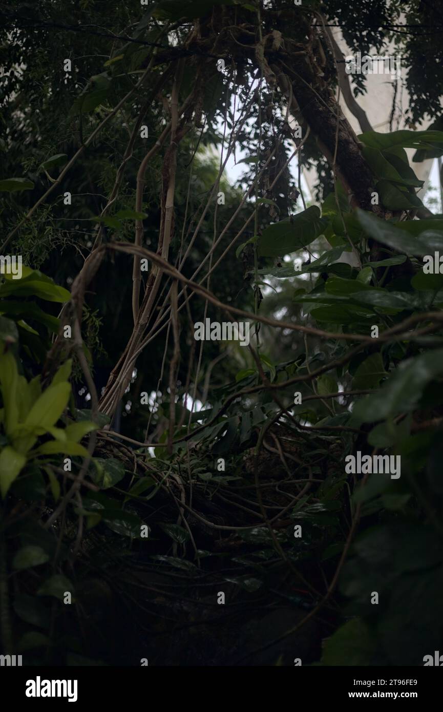 Petit ruisseau d'eau sous un acacia dans une orangerie Banque D'Images