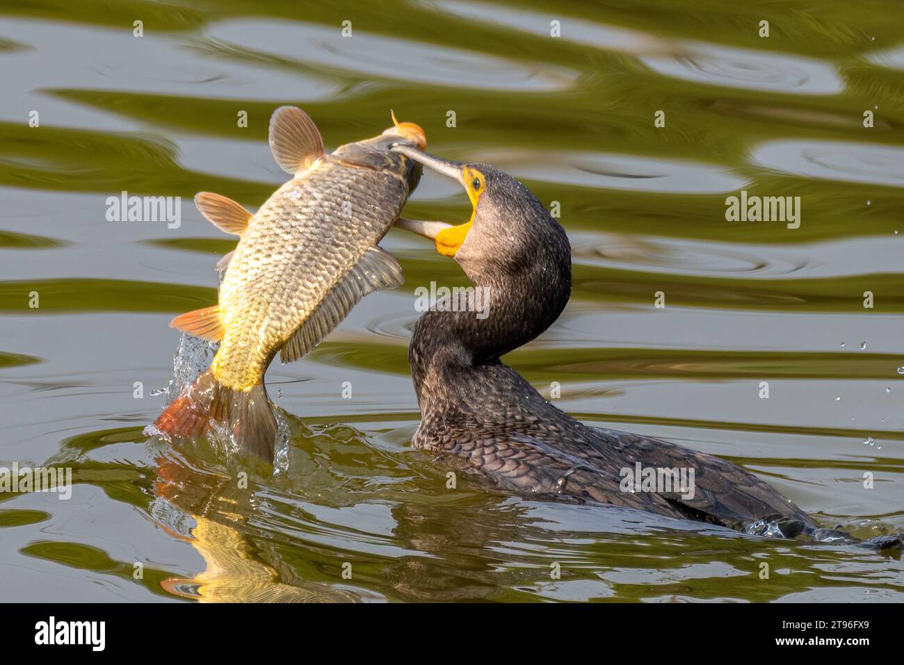 Le cormoran attrape le poisson écrasant CHANDIGARH, INDE des images HILARANTES montrent un cormoran attrapant un poisson trop gros pour tenir dans sa bouche. Images s Banque D'Images