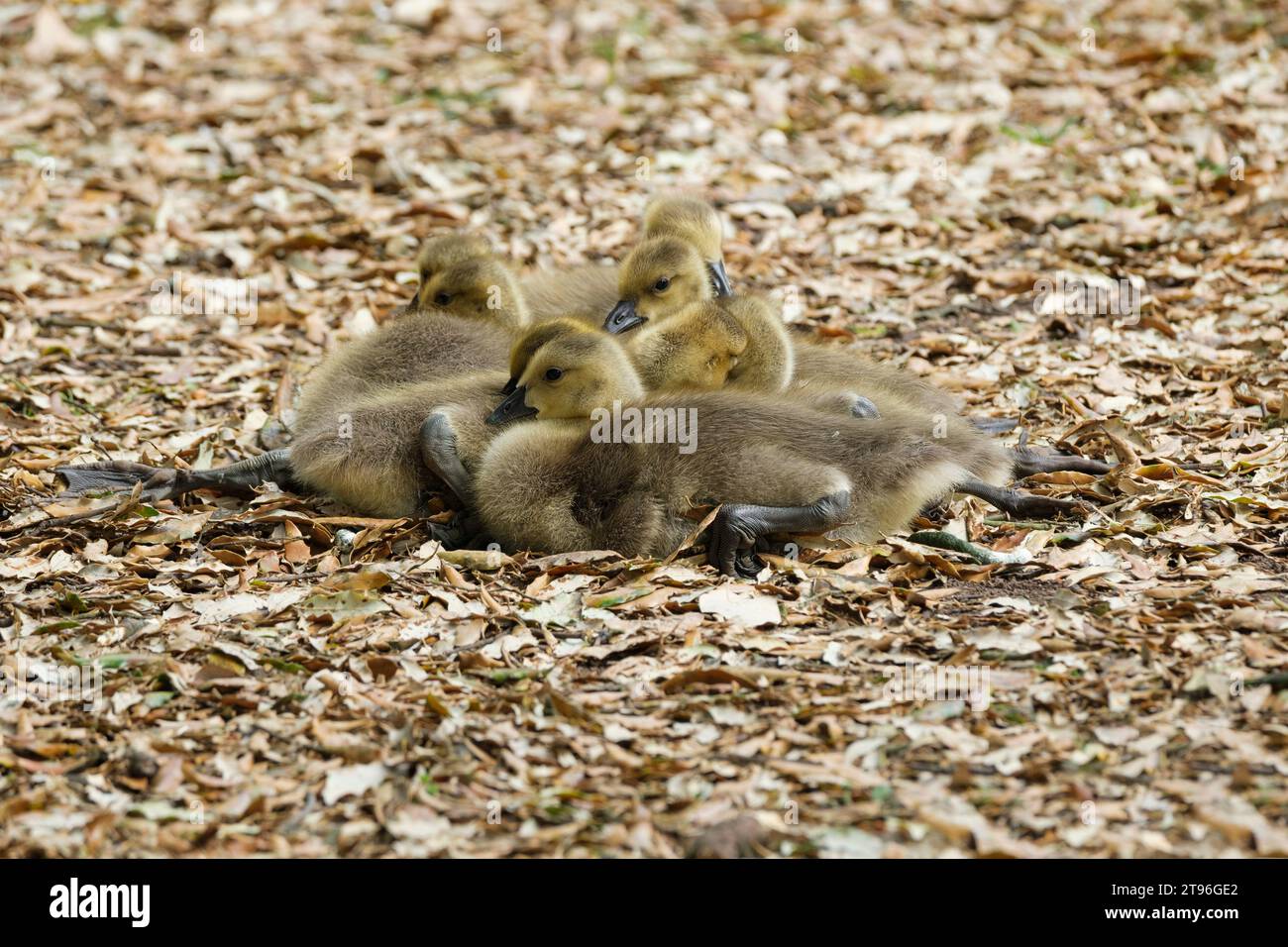 Oie du Canada, Branta canadensis, oie du Canada, jeunes oisons au repos à la fin du printemps ou au début de l'été Banque D'Images