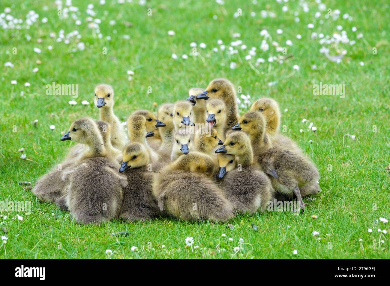 Oie du Canada, Branta canadensis, oie du Canada, jeunes oisons au repos à la fin du printemps ou au début de l'été Banque D'Images