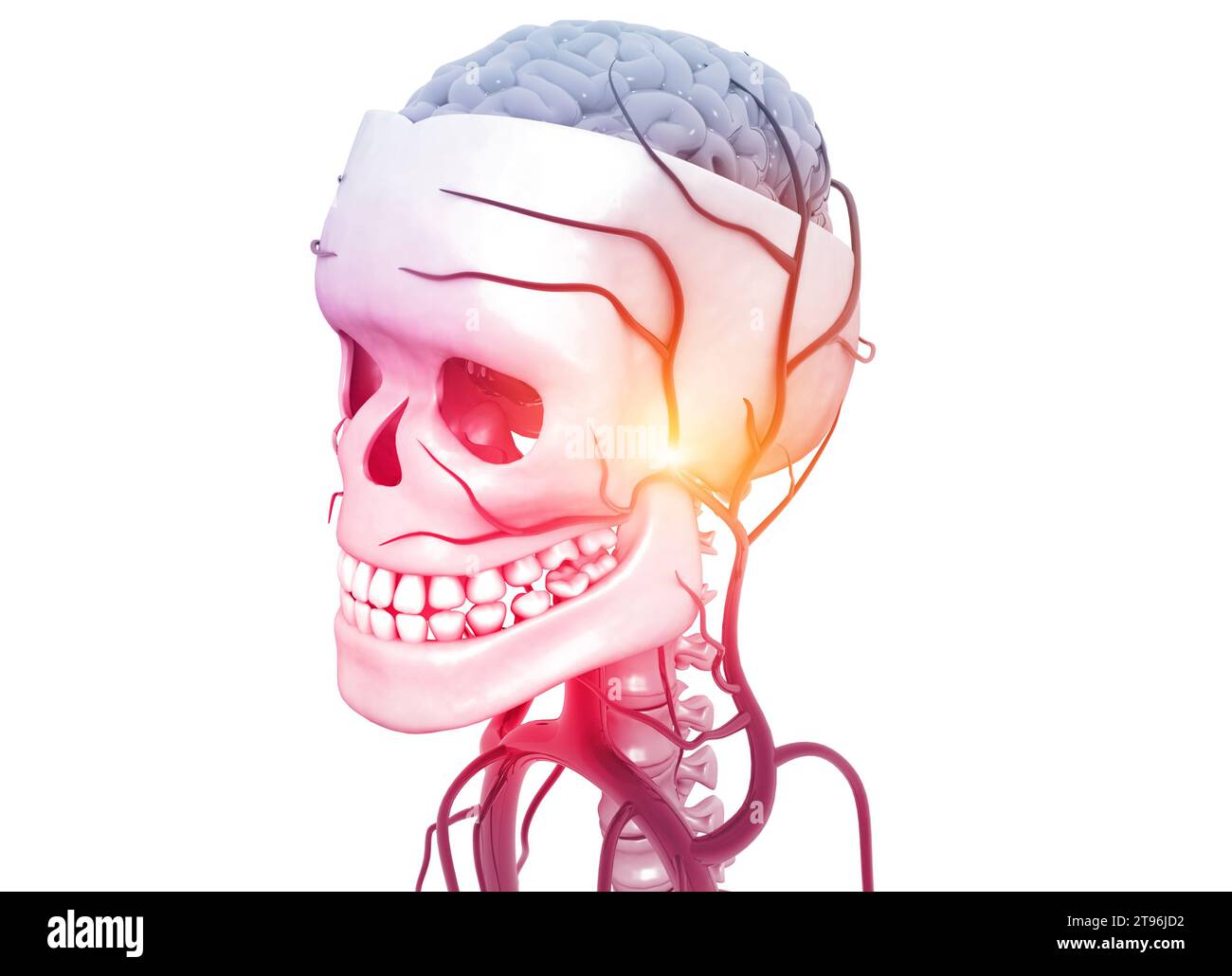 Anatomie de la tête humaine sur le fond médical. illustration 3d. Banque D'Images