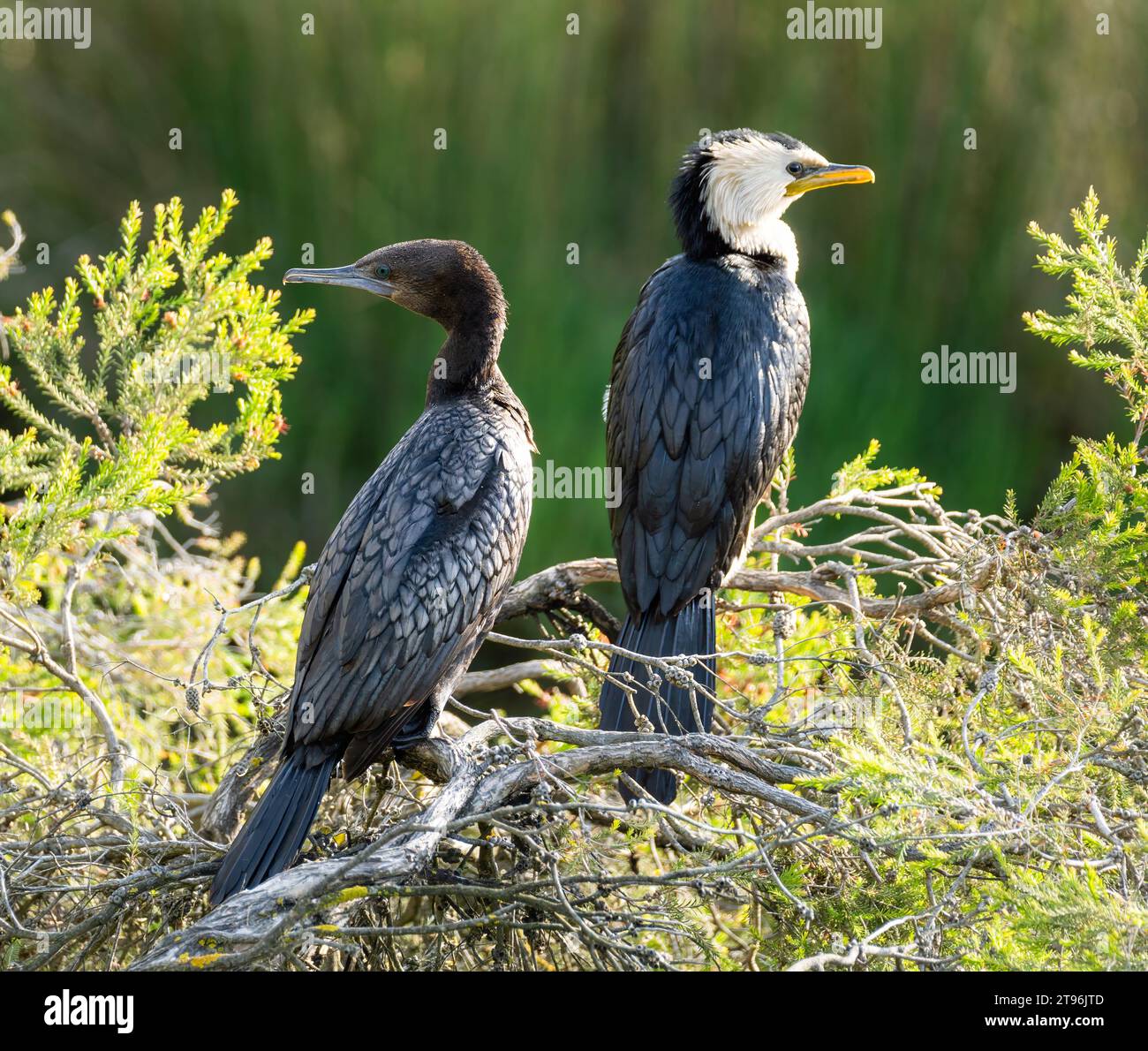 Little Black Cormoran et Little pied Cormoran reposant ensemble dans les terres humides locales Banque D'Images