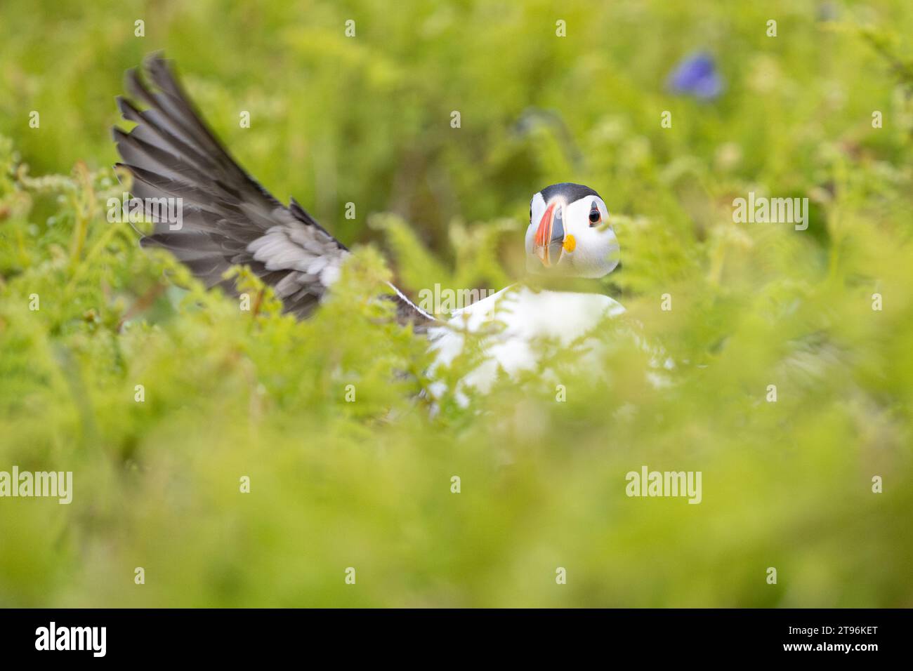 Crash de macareux atterrissant dans des fougères sur l'île de Skomer, Banque D'Images
