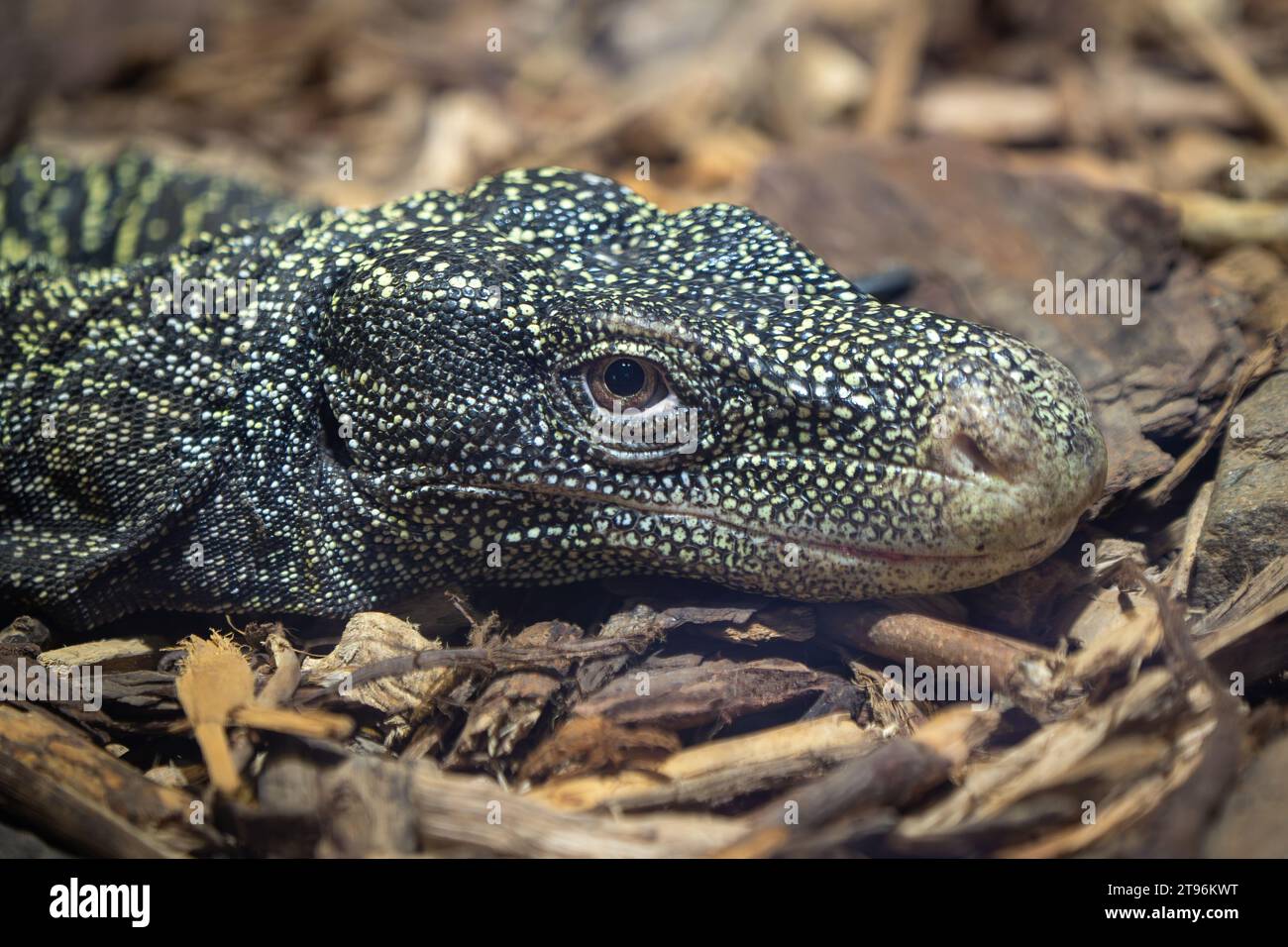 Le moniteur de crocodile, Varanus salvadorii. Également connu sous le nom de moniteur papoue. Banque D'Images