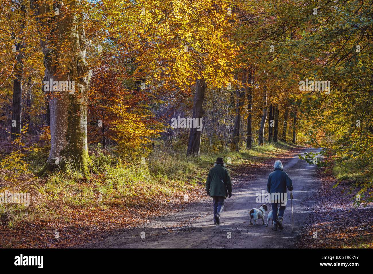 Deux personnes et leurs chiens marchant le long de la grande avenue de la forêt de Savernake, pris en automne Banque D'Images