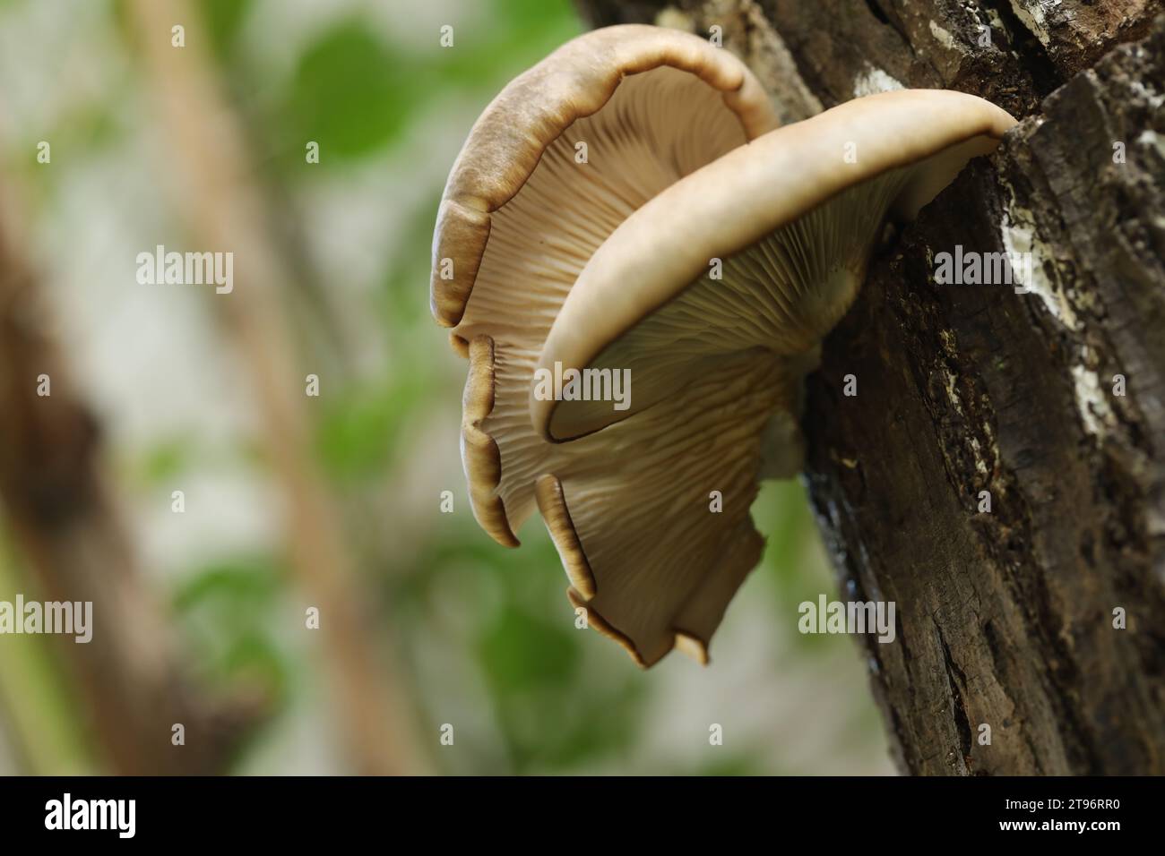 Champignons huîtres sur le tronc de l'arbre dans le jardin d'automne Banque D'Images