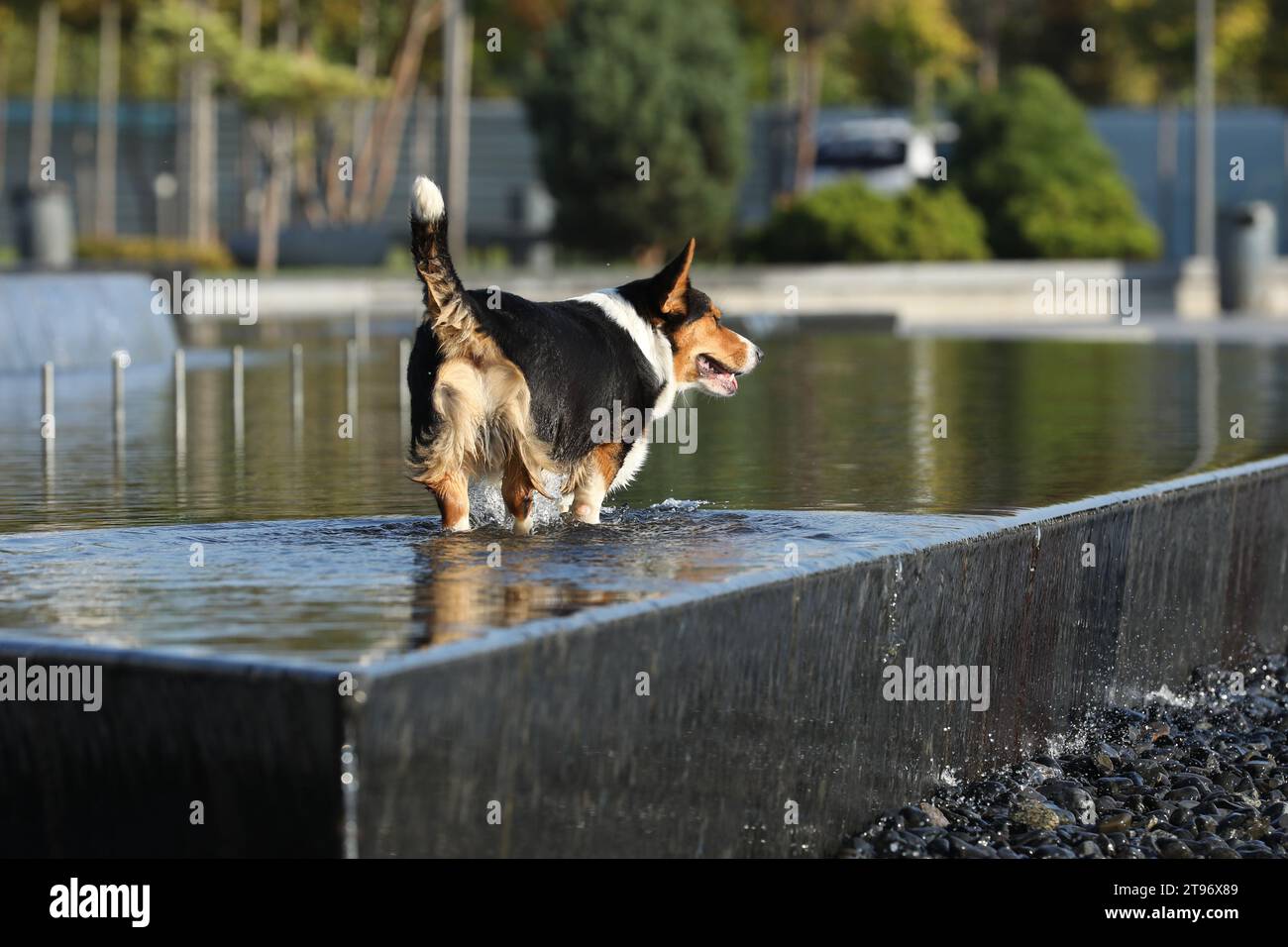 Cardigan corgi gallois marchant dans la fontaine dans le parc Banque D'Images