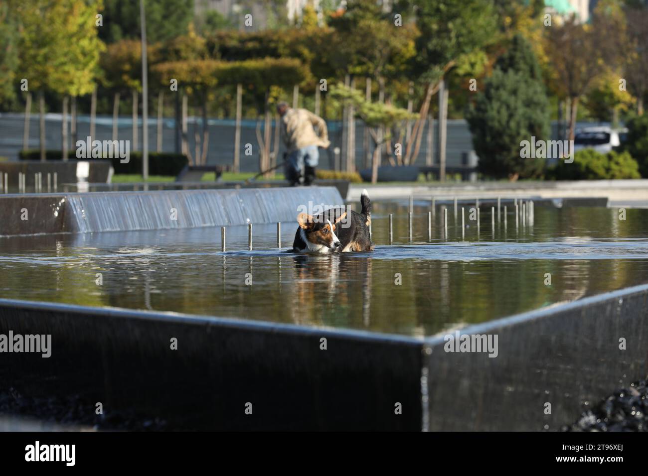 Cardigan corgi gallois marchant dans la fontaine dans le parc Banque D'Images