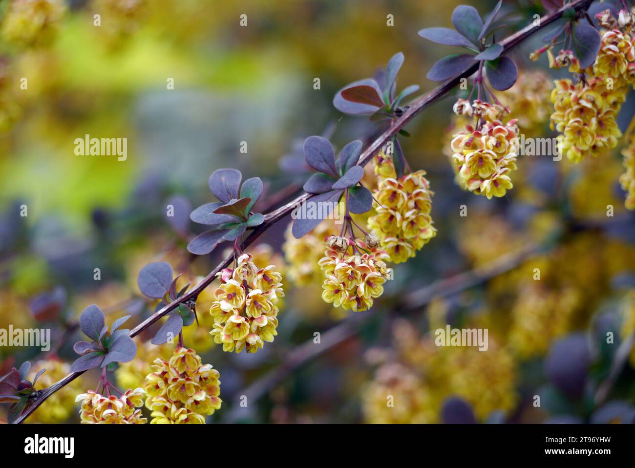 fleurs-berberis-thunbergii-banque-de-photographies-et-d-images-haute
