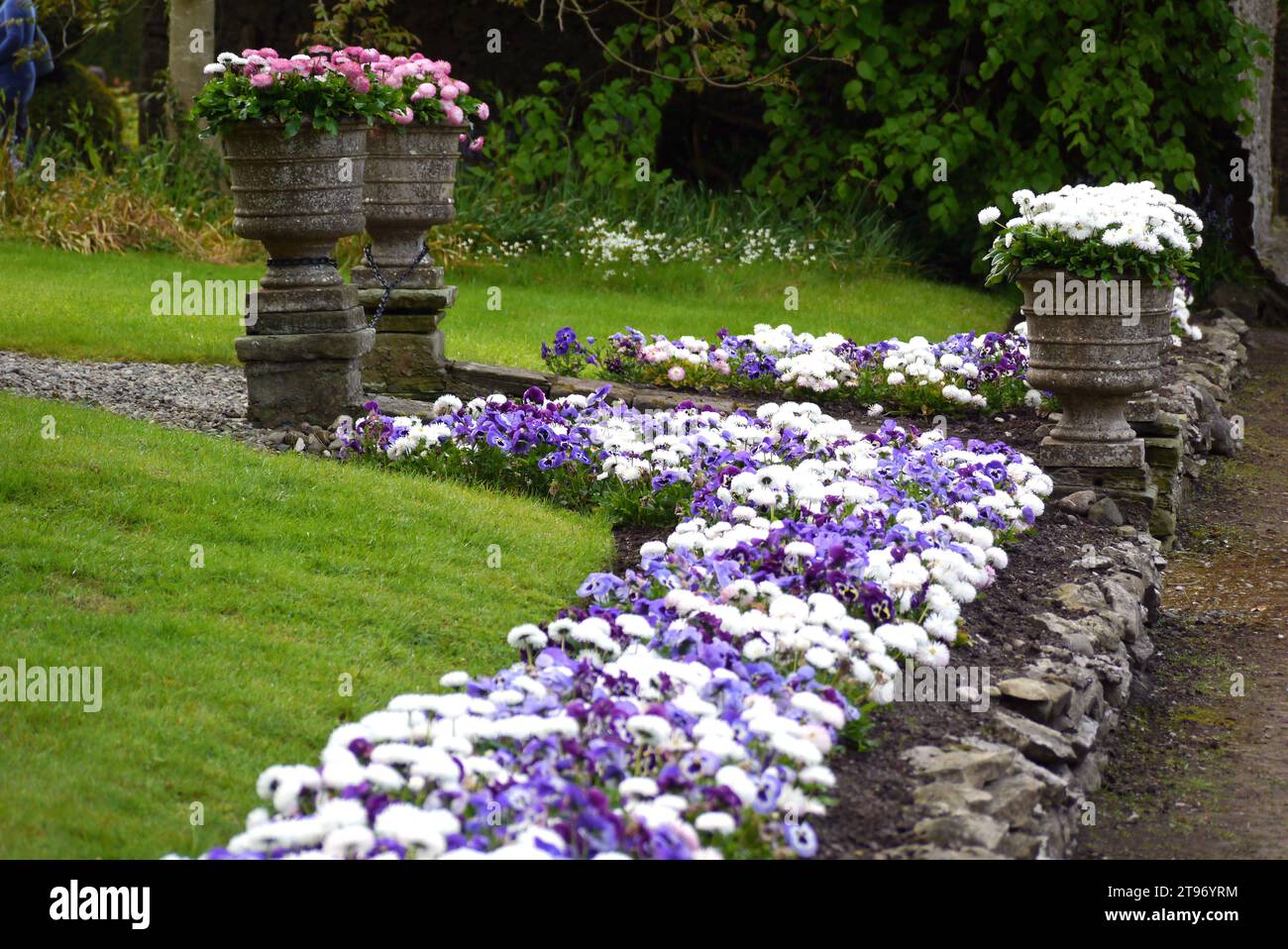 Parterre de fleurs blanches 'Bellis Perennis' (marguerites) et de pansies violettes à Levens Hall & Gardens, Kendal, Lake District National Park. Cumbria, Royaume-Uni. Banque D'Images