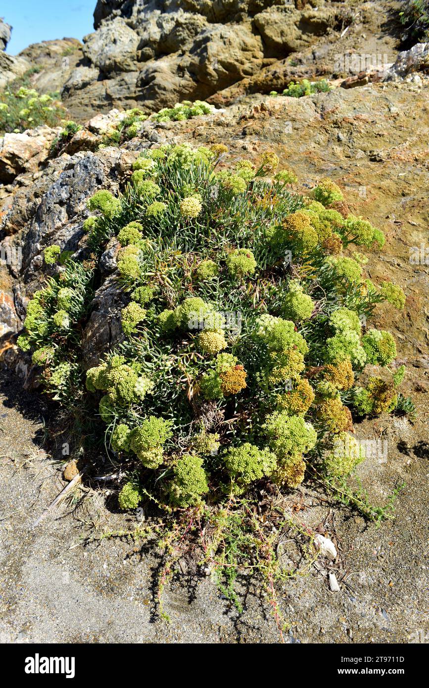 Le fenouil marin ou samphire (Crithmum maritimum) est une plante comestible originaire des côtes méditerranéennes et des îles Canaries et des côtes occidentales de l'Europe. THI Banque D'Images