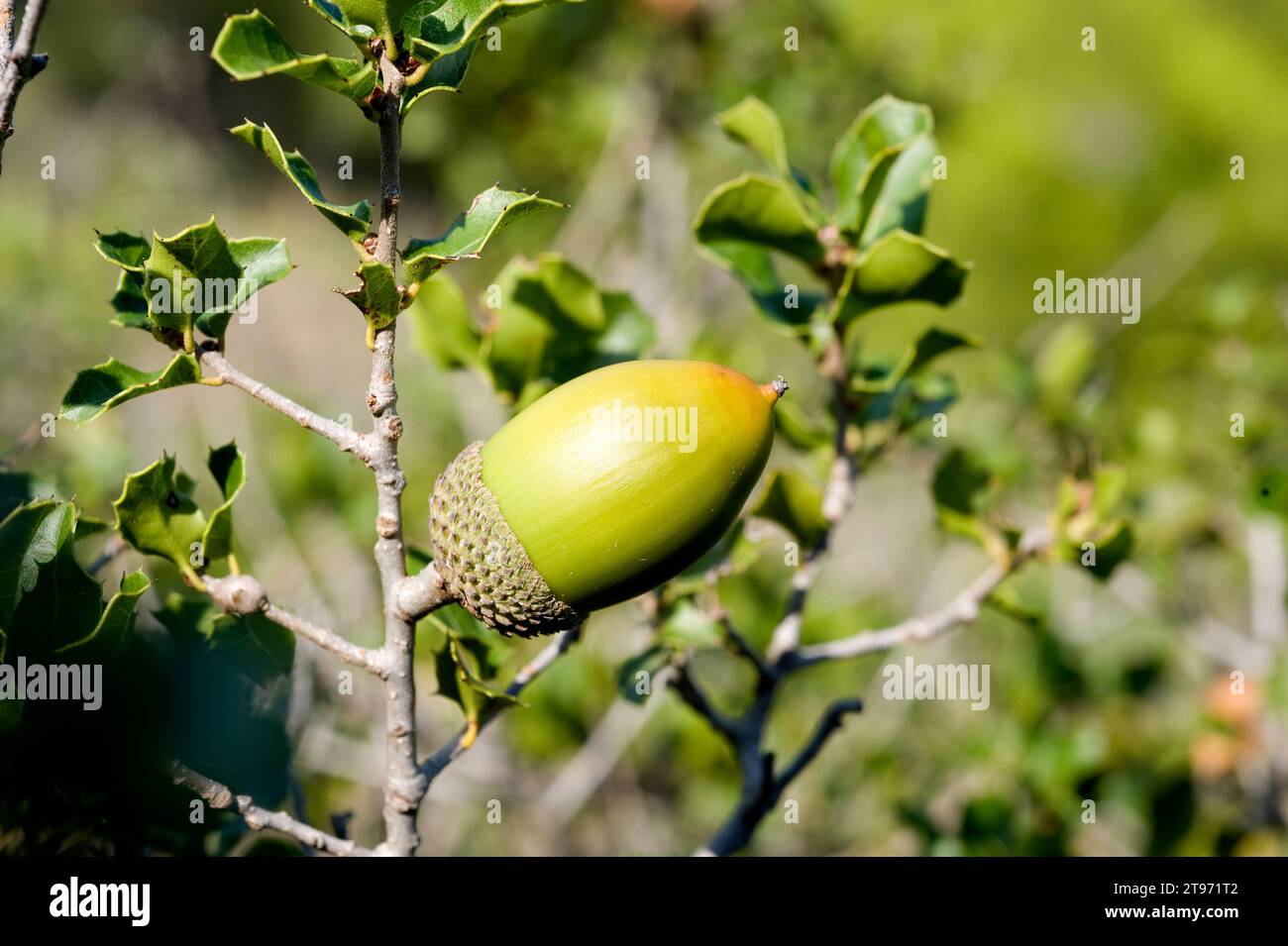 Le chêne de Kermes (Quercus coccifera) est un arbuste à feuilles persistantes originaire du bassin méditerranéen. Détail des fruits et des feuilles. Cette photo a été prise dans Garraf Natural Pa Banque D'Images