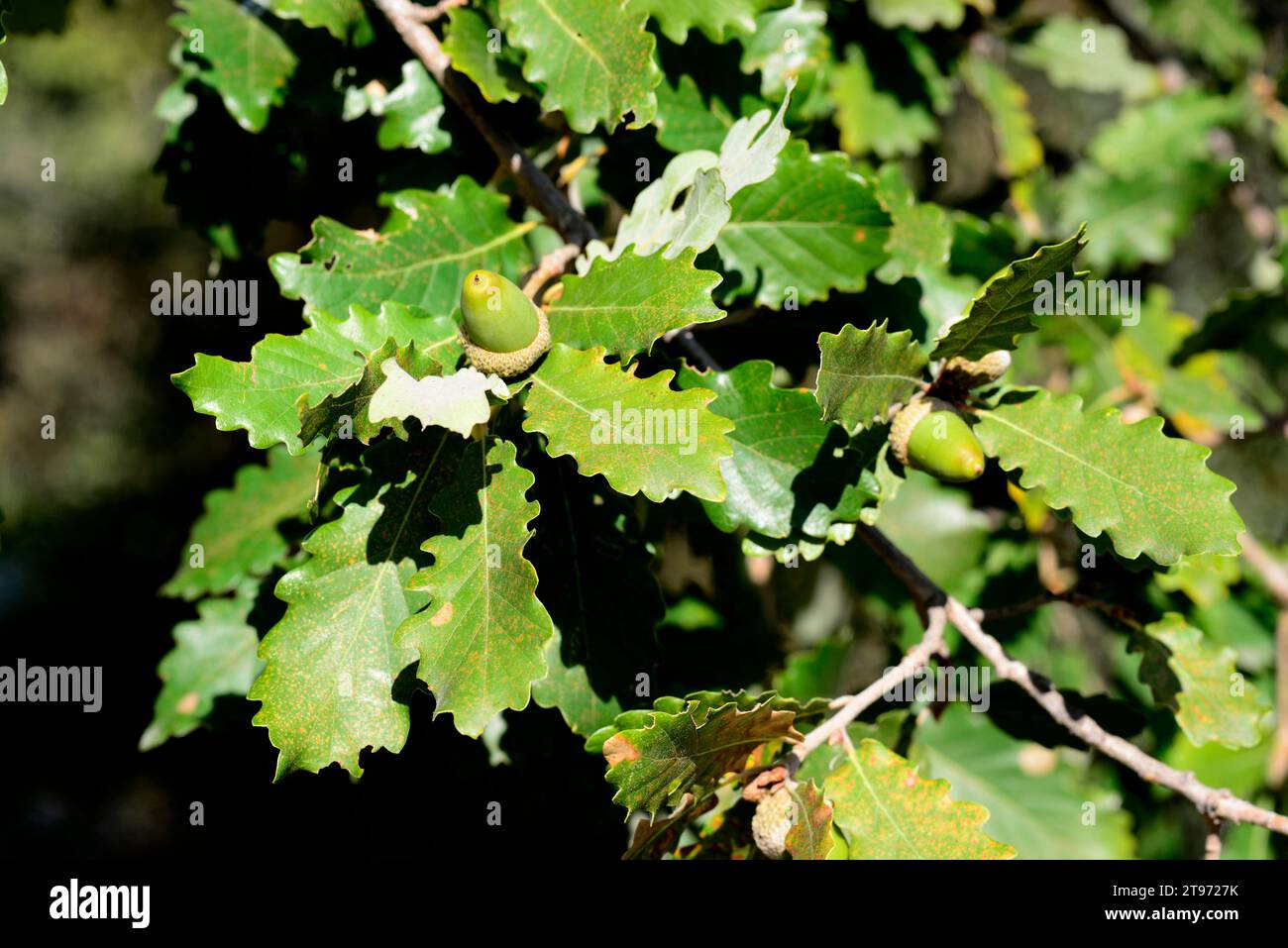 Le chêne duvet ou chêne pubescent (Quercus pubescens ou Quercus humilis) est un arbre à feuilles caduques originaire du sud de l'Europe et du sud-ouest de l'Asie, des Pyrénées à Tu Banque D'Images