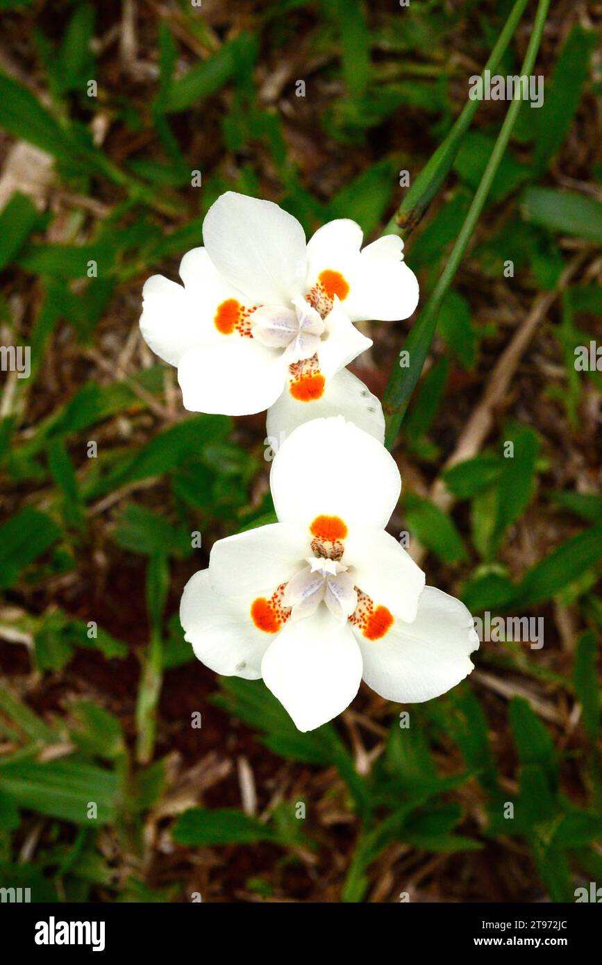 L'iris africain (Dietes bicolor) est une plante vivace originaire d'Afrique du Sud. Banque D'Images