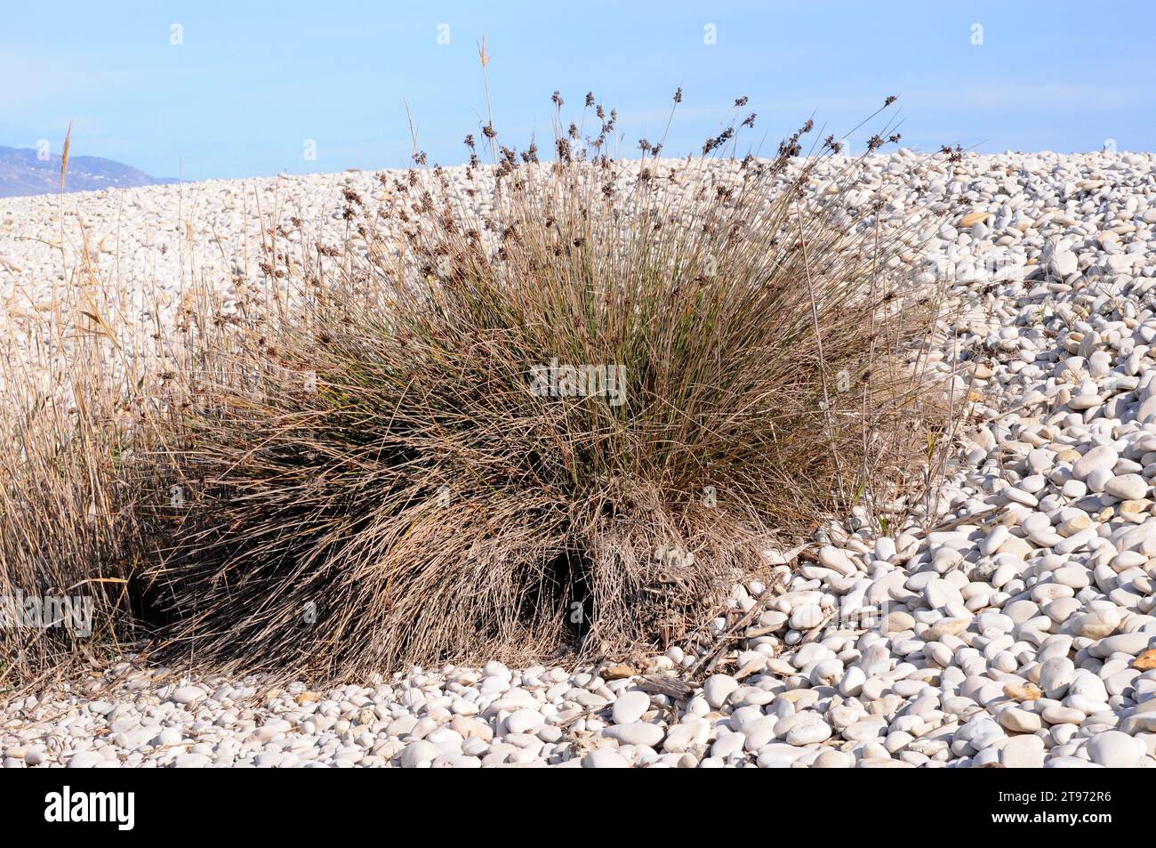 La ruée épineuse (Juncus acutus) est une herbe vivace originaire des dunes, des zones humides et des marais salants d'Europe, d'Afrique du Nord, d'Asie occidentale et de Baja Banque D'Images