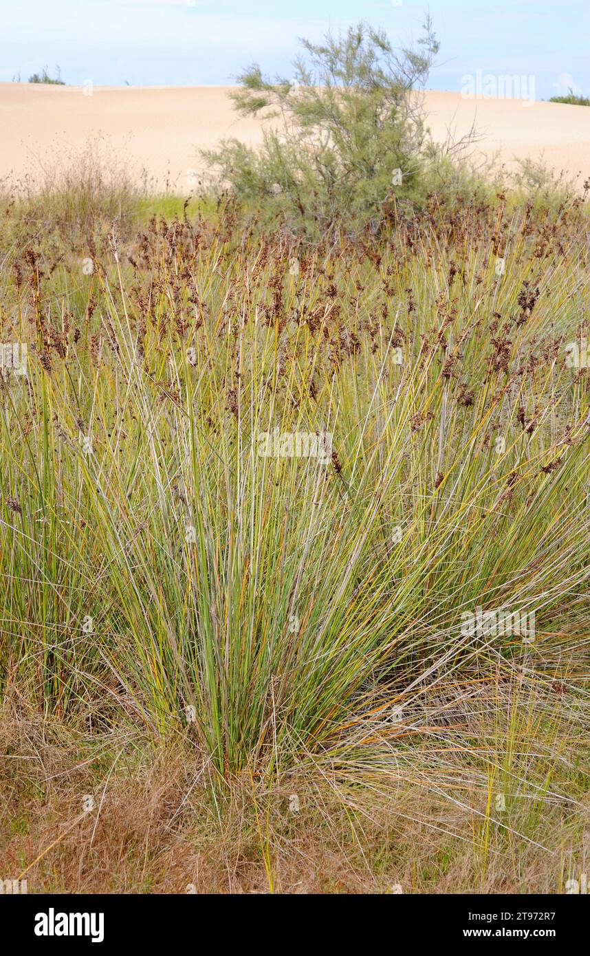 La ruée épineuse (Juncus acutus) est une herbe vivace originaire des dunes, des zones humides et des marais salants d'Europe, d'Afrique du Nord, d'Asie occidentale et de Baja Banque D'Images