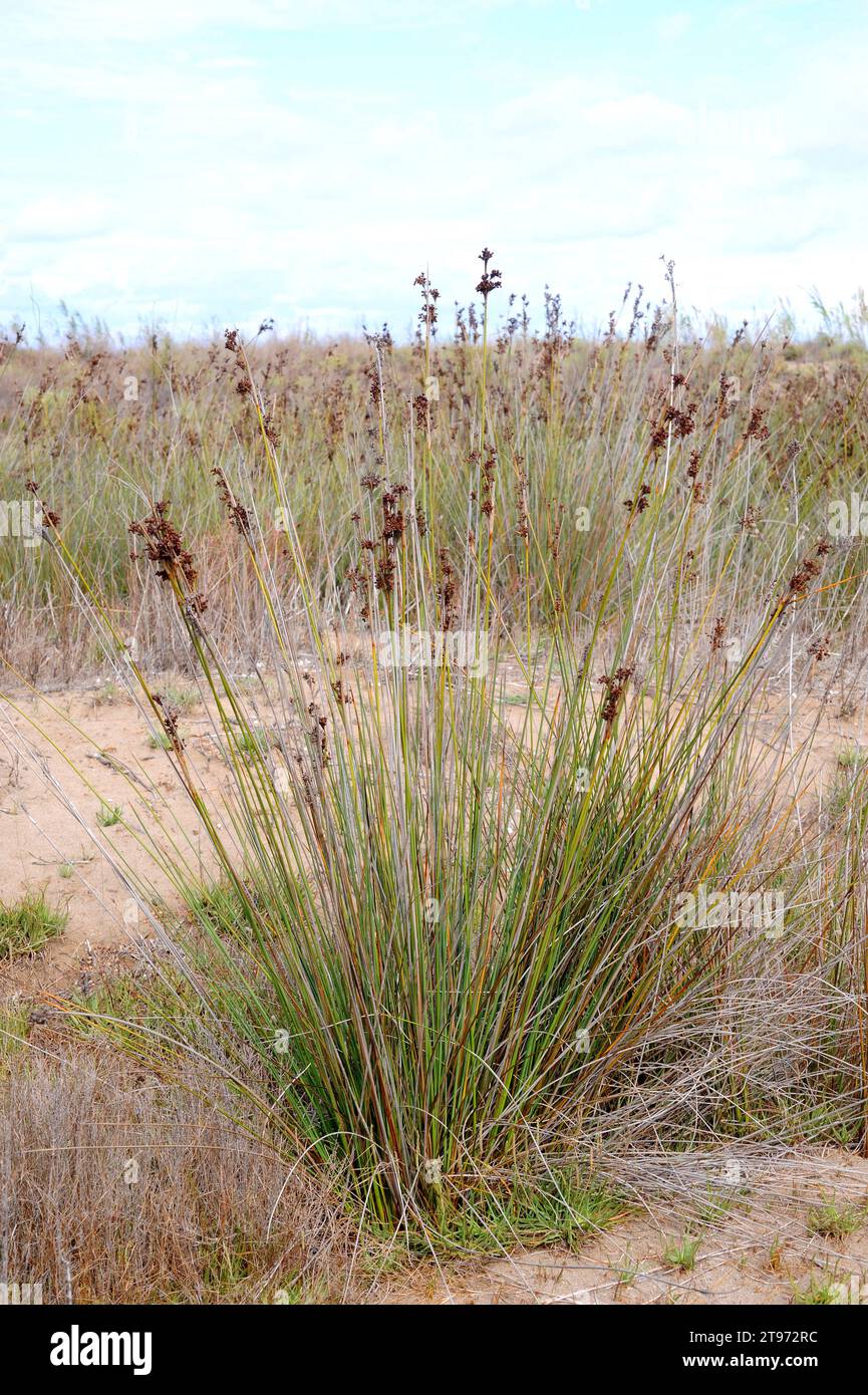 La ruée épineuse (Juncus acutus) est une herbe vivace originaire des dunes, des zones humides et des marais salants d'Europe, d'Afrique du Nord, d'Asie occidentale et de Baja Banque D'Images