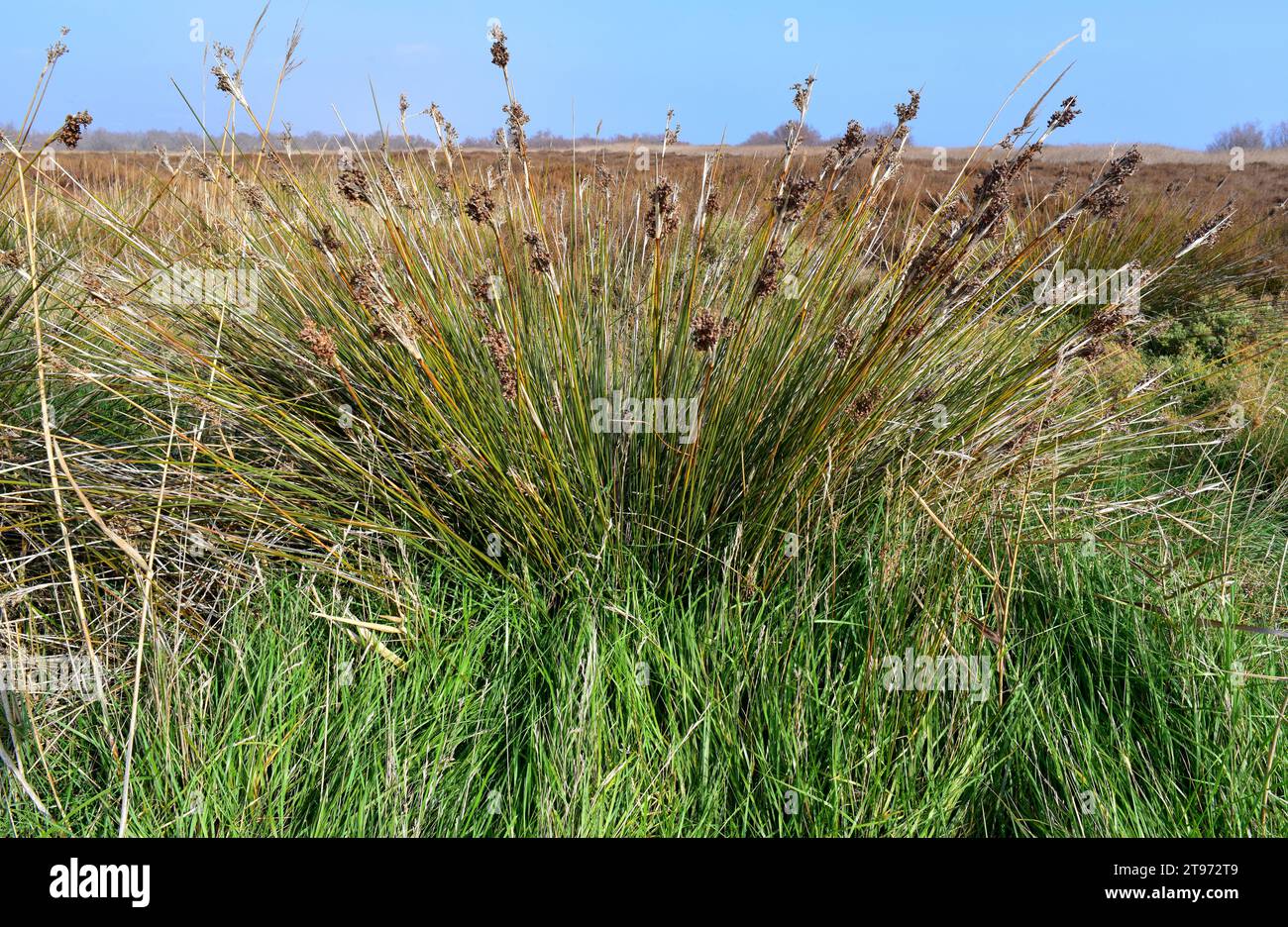 La ruée épineuse (Juncus acutus) est une herbe vivace originaire des dunes, des zones humides et des marais salants d'Europe, d'Afrique du Nord, d'Asie occidentale et de Baja Banque D'Images