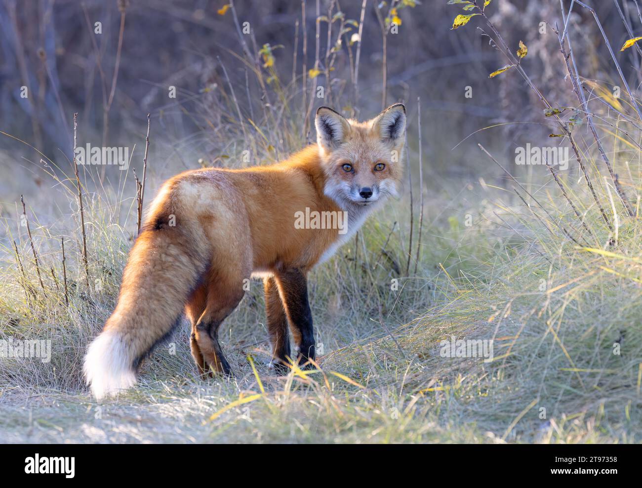 Un jeune renard roux marchant dans une prairie herbeuse en automne. Banque D'Images