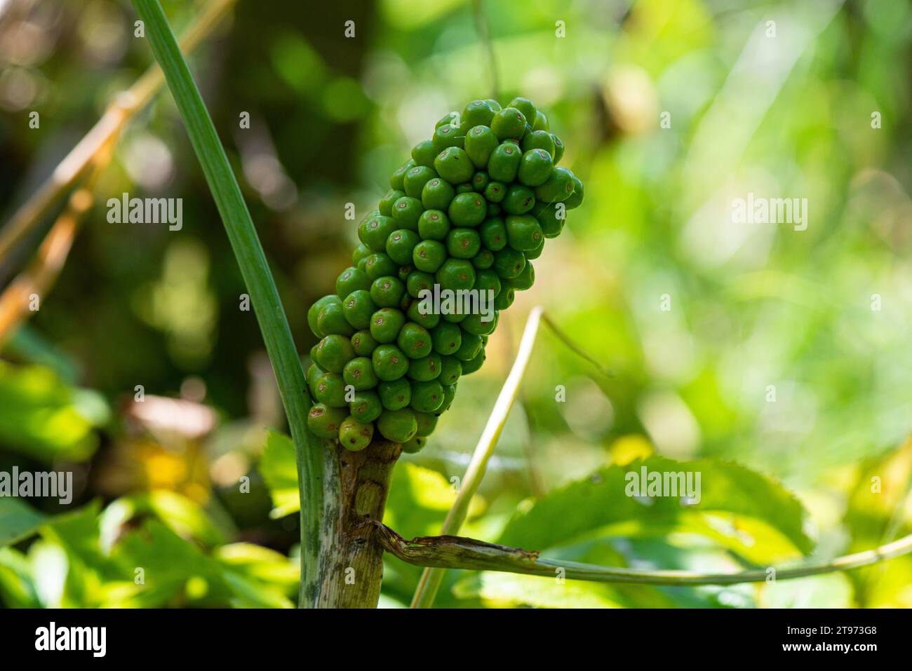 Les fruits immatures d'un arum de dragon (Dracunculus vulgaris) Banque D'Images