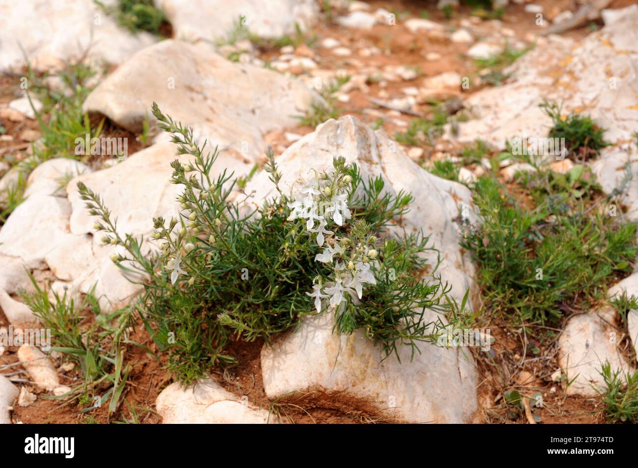 Hierba de la cruz ou pinillo bastardo (Teucrium pseuodochamaepitys) est une plante vivace originaire du bassin méditerranéen occidental. Cette photo a été prise dans Banque D'Images