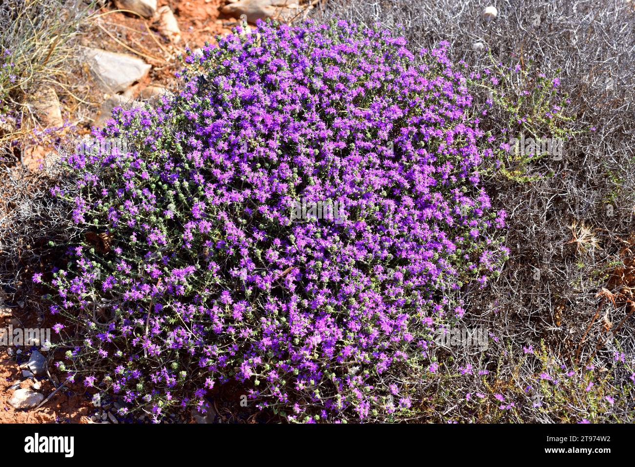 L'origan espagnol (Thymus capitatus, Thymbra capitata ou Coridothymus capitatus) est un arbuste médicinal et compact originaire des régions côtières du Medit Banque D'Images