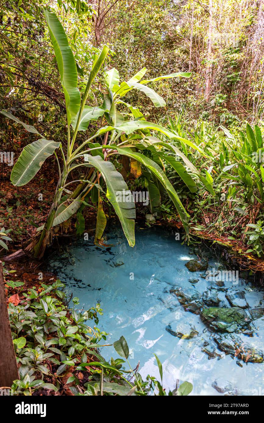 Œil d'eau transparent caché parmi la végétation tropicale au Brésil Banque D'Images