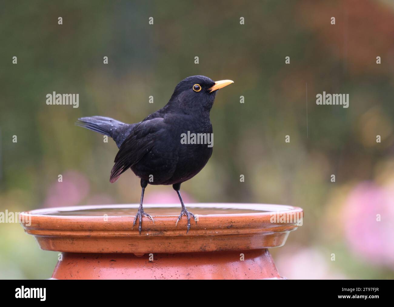 Eurasian blackbird Turdus merula, mâle perché sur un plateau de pot de plantation utilisé comme buveur pour les oiseaux pendant une averse de pluie légère, comté de Durham, Angleterre, Royaume-Uni, novembre Banque D'Images