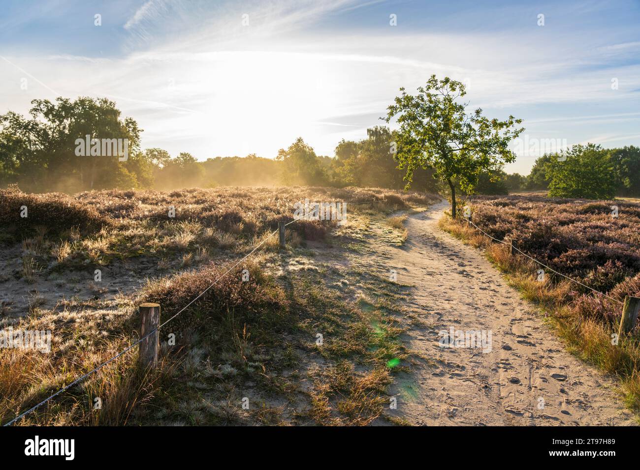 Allemagne, Hambourg, Boberger Dunes au lever du soleil Banque D'Images