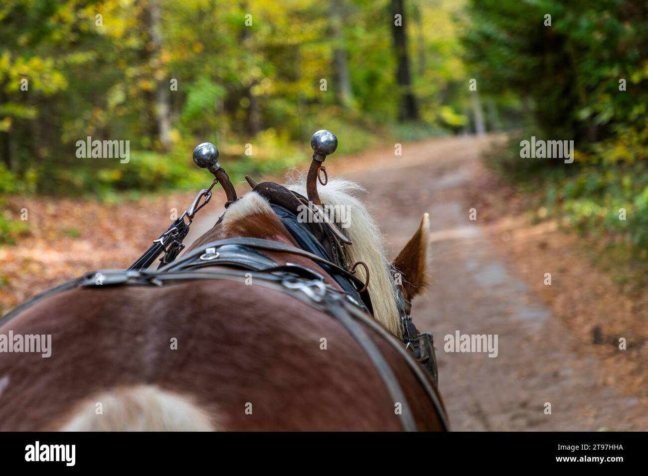 Le collier d’un cheval de carrosse sur Mackinac Island porte des boules en laiton poli sur ses hames, un sentier non pavé traverse la forêt derrière lui. Mackinac Island, Michigan, États-Unis. Banque D'Images